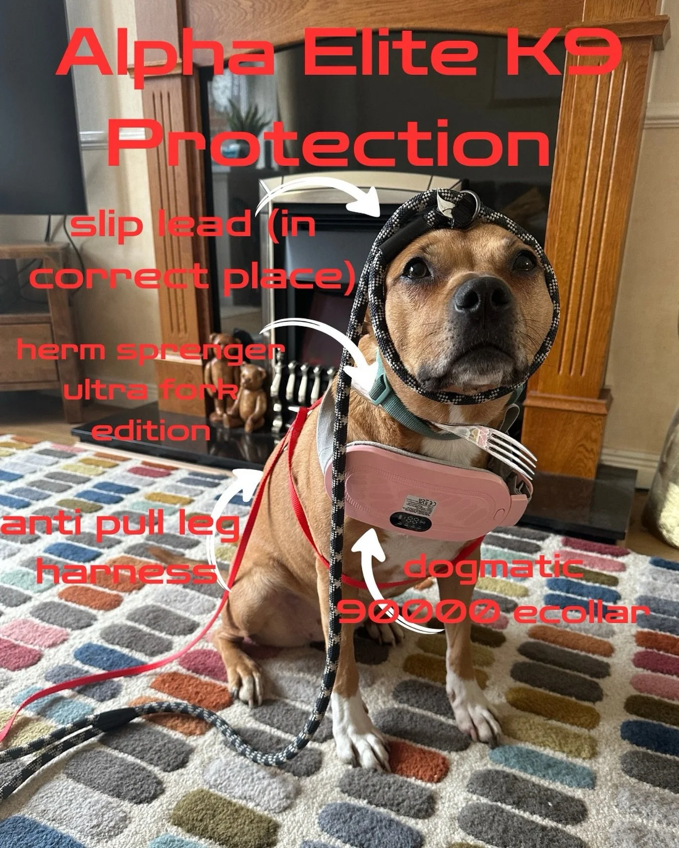 After much consideration, and so many balanced trainers commenting on my posts on how all dogs need to be corrected, I now stand corrected. I might lose clients and followers for this, but I&rsquo;m moving to the dark side and just about to take Fig 