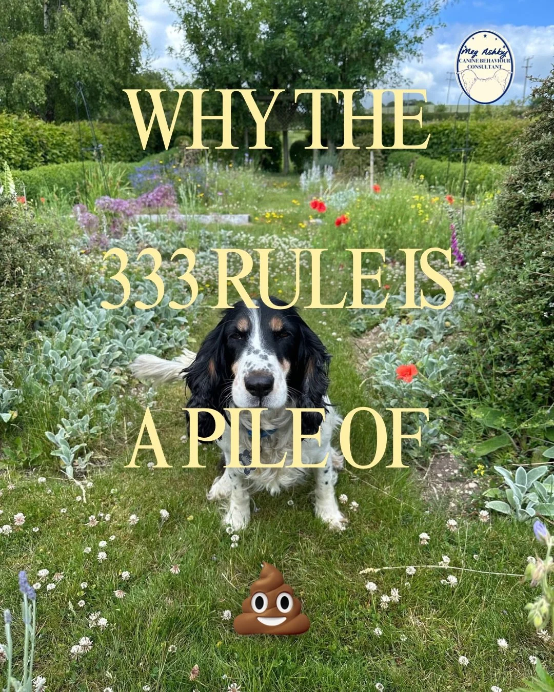 Why the 333 rescue rule is a pile of 💩
If you have a rescue dog, you&rsquo;ll have probably heard of the following : 3 days to decompress, 3 weeks to learn your routine, 3 months to feel at home. Although this is often said with best intentions, all