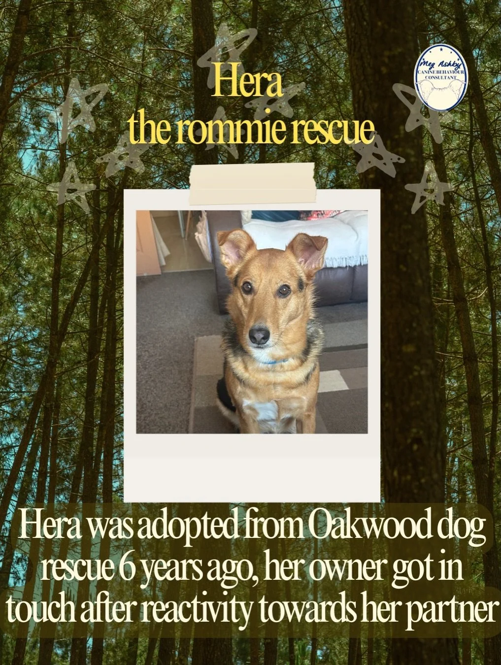 Hera the Rommie rescue 🐾
Hera was adopted from Oakwood dog rescue around six years ago, her owner got in touch as she was reactive towards her partner. Hera&rsquo;s mum was pregnant when we started sessions, she had concerns with heras behaviour at 