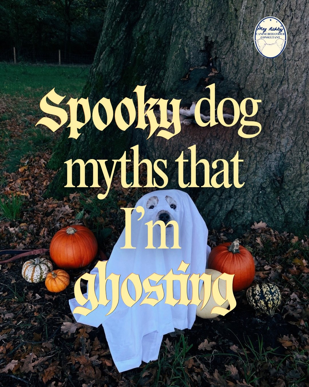 Spooky dog myths that I&rsquo;m ghosting 👻🎃🕸️

#dogtraining #dogbehaviourist #forcefreedogtraining #ghostdog #halloween