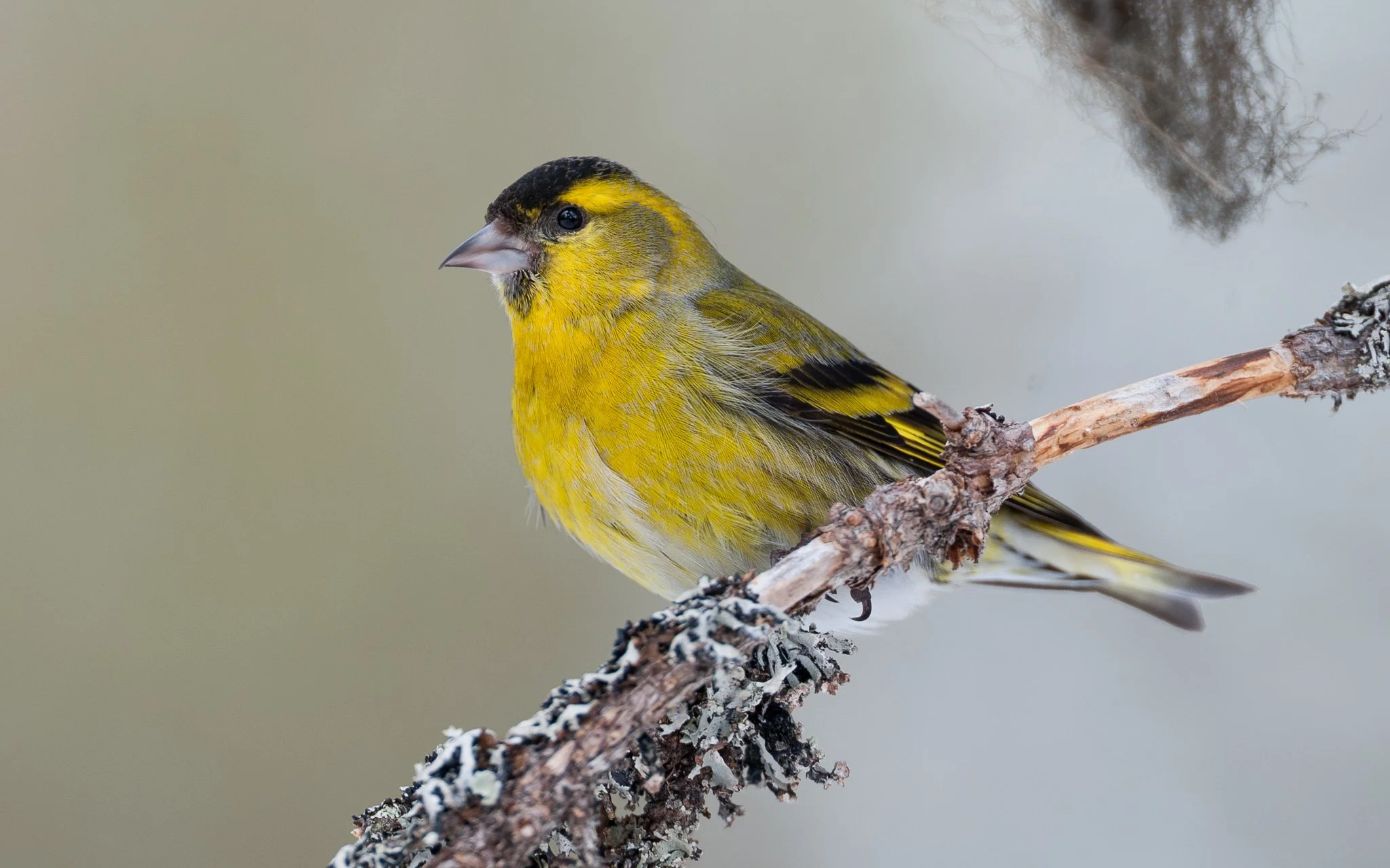 Talvilintujen ruokinta houkuttelee lintuja ja tuo luontoelämyksiä vierailijoille ja luontokuvaajille talveen