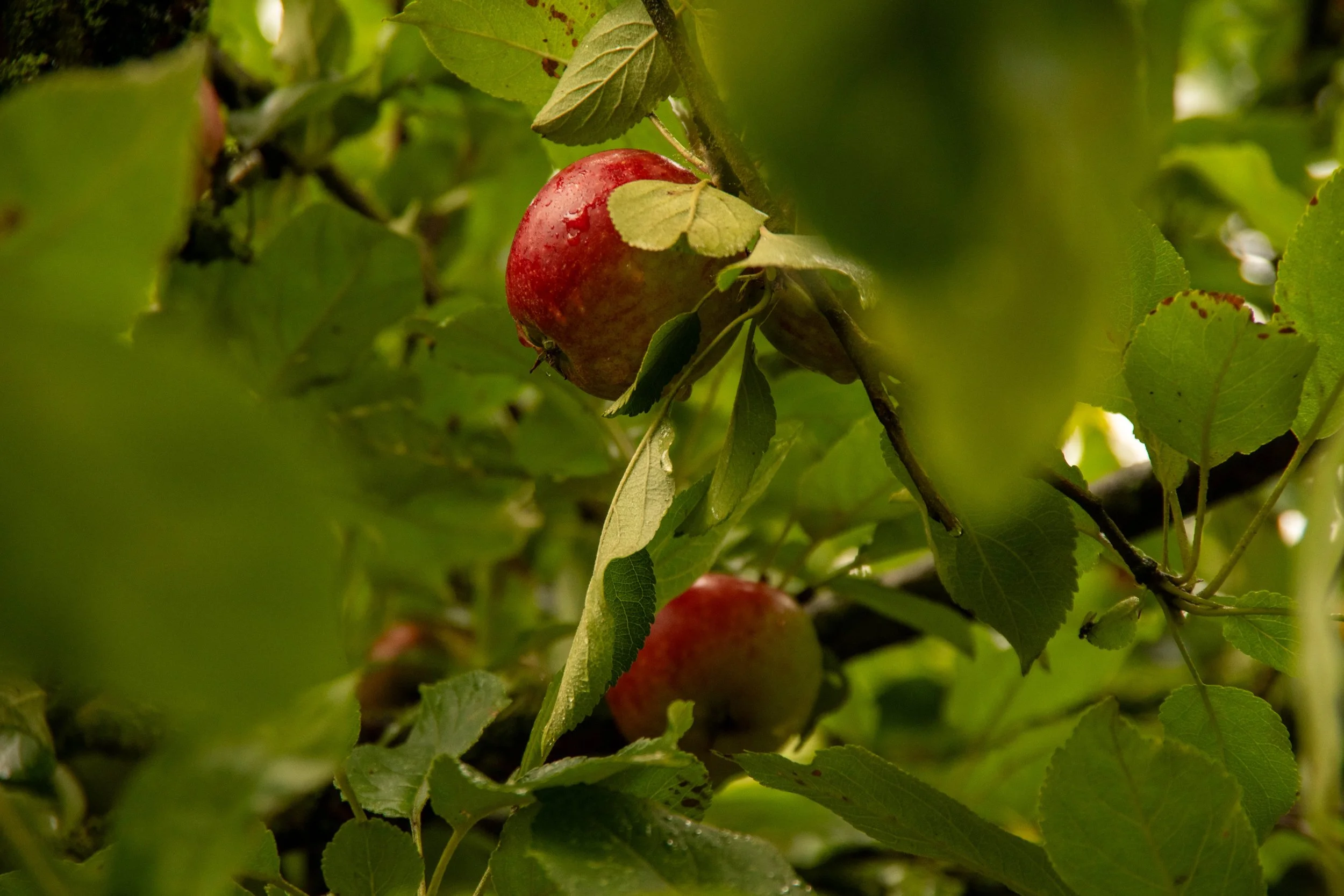 Rote Äpfel an einem Baum amid grünen Blättern.
