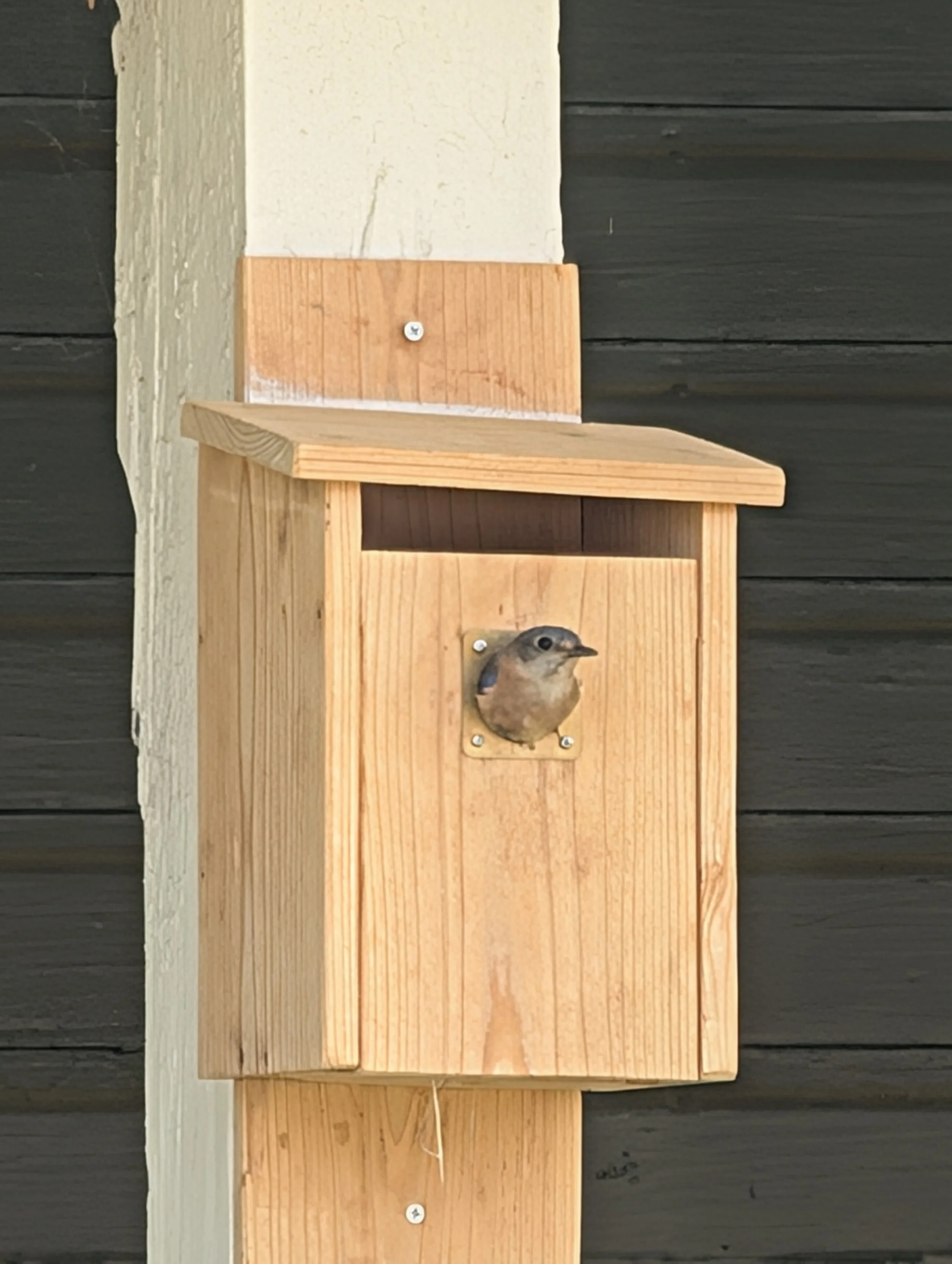 One of my bluebird houses at my front porch