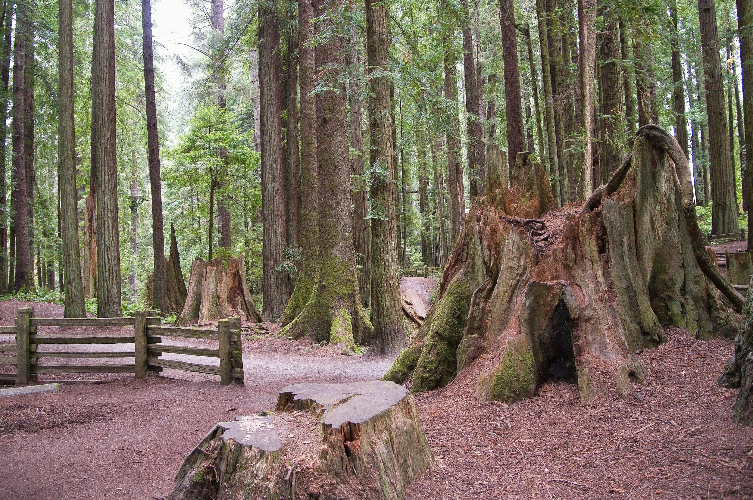 Mill Valley Fall Arts Festival