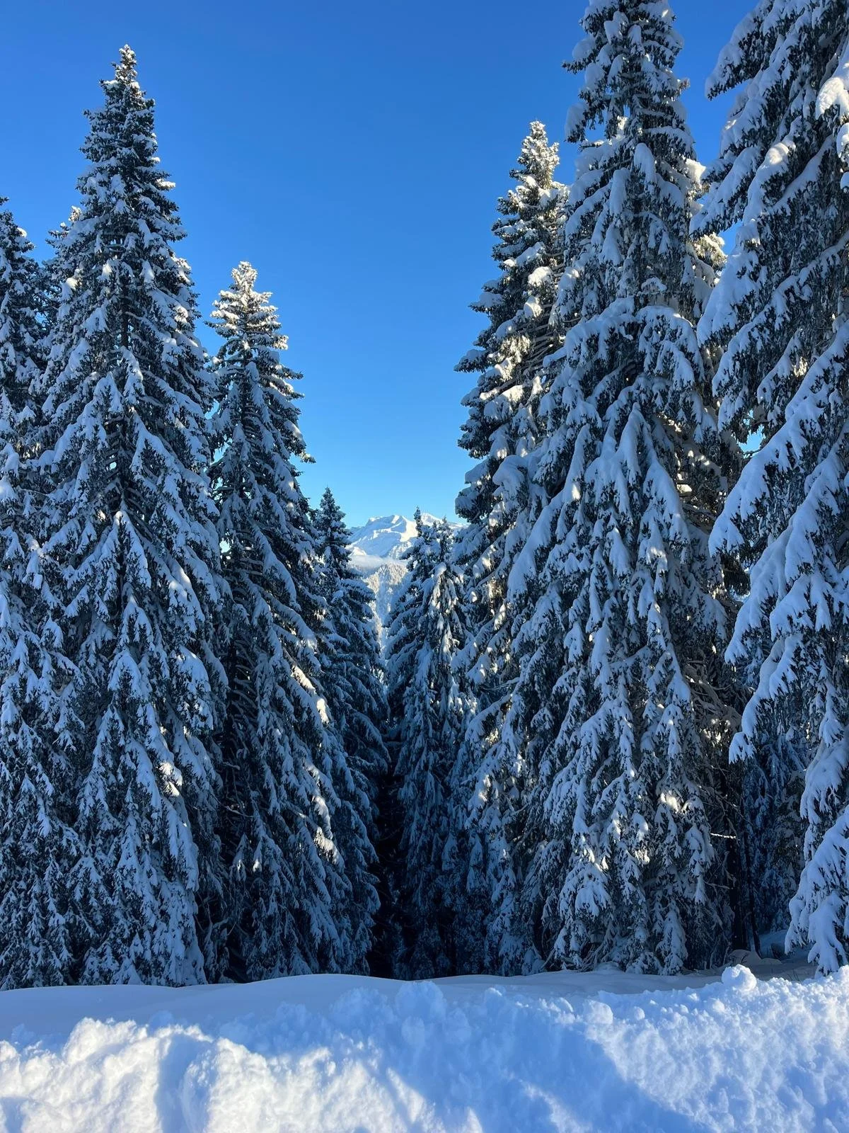 WhatsApp Image 2026-01-11 at 19.44.49 (3).jpeg