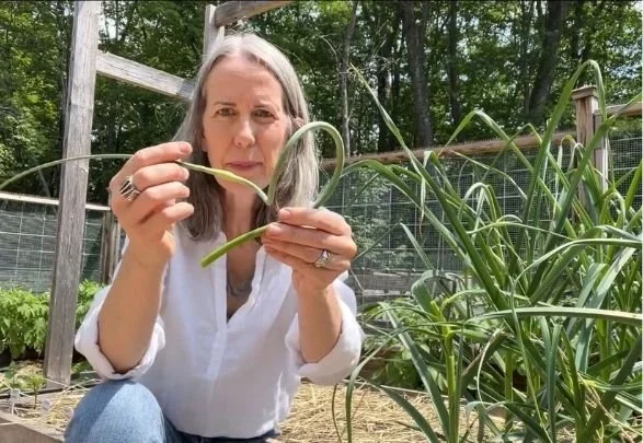 Everything You Need to Know About Garlic Scapes: Harvesting, Storing, and Delicious Recipes