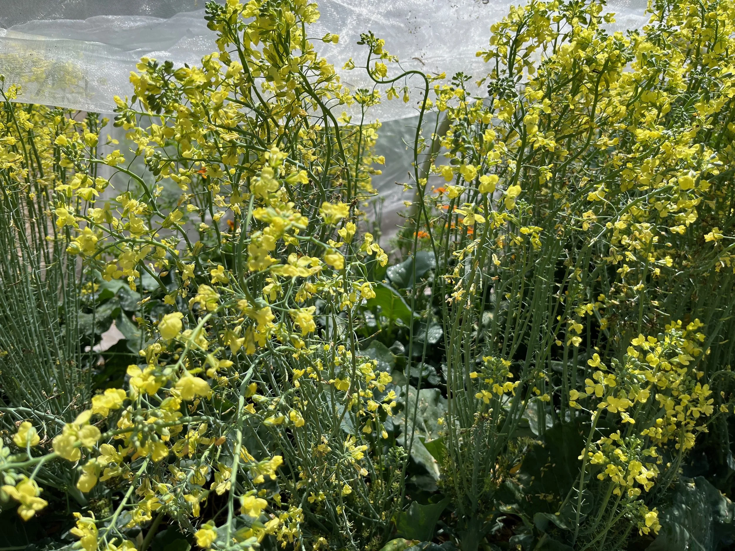 🥦 Why Did My Broccoli Bolt? What It Means & What to Do