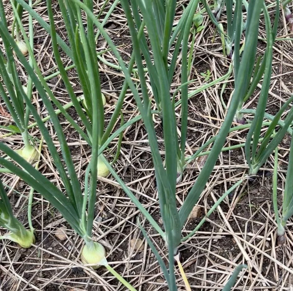 Growing Bigger Onions: Why I Trim the Tops and Don’t Let Anything Go to Waste