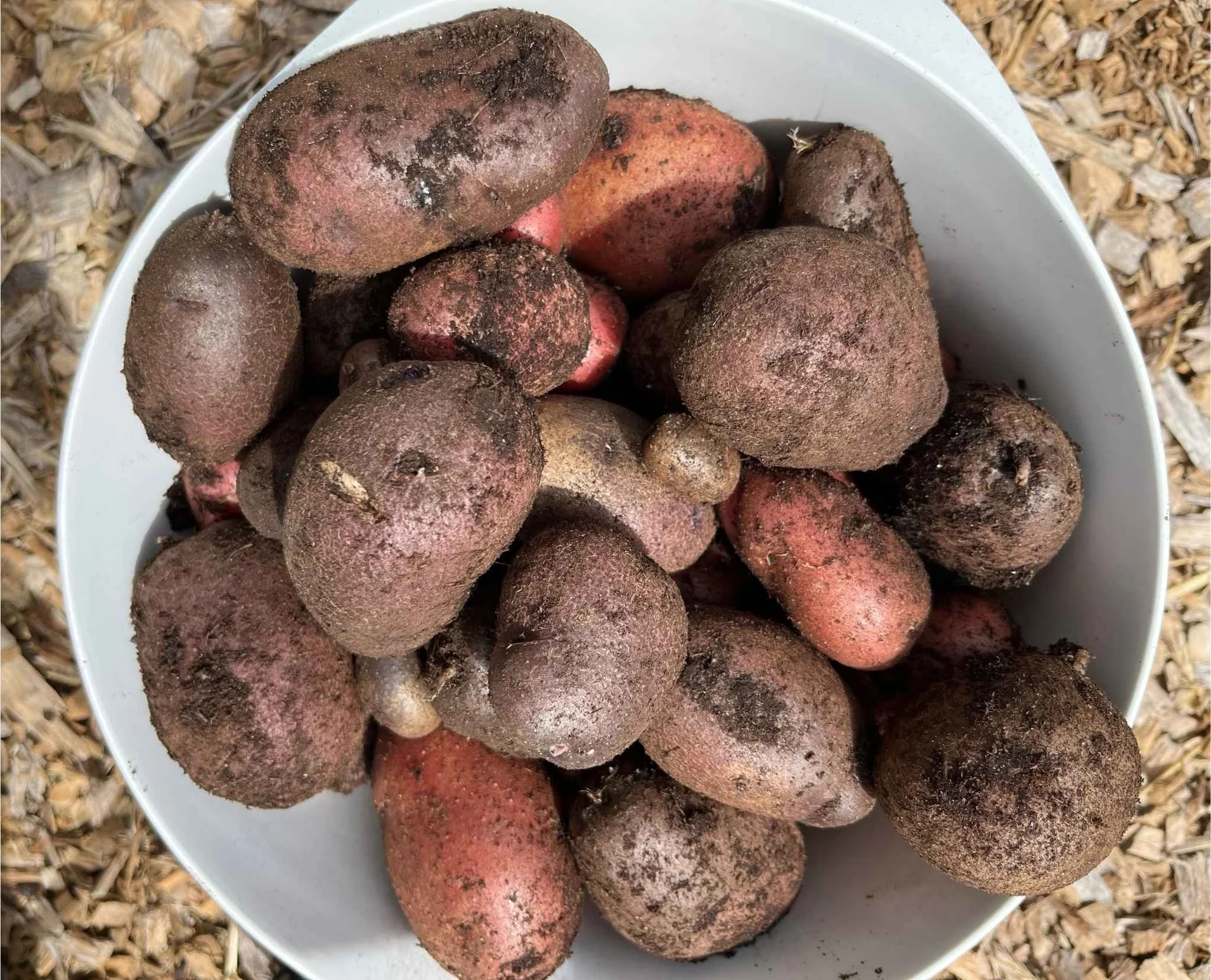 Harvesting Potatoes: How to Know When They’re Ready (and Why I Grow My Own)