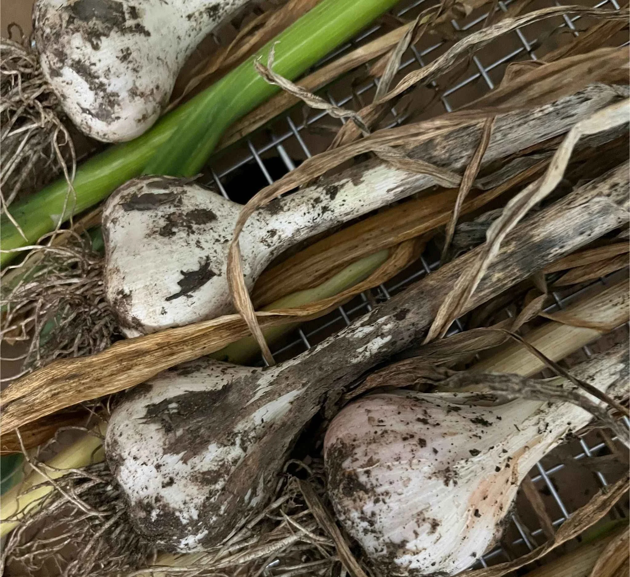 How to Harvest Garlic (and Cure It for Long-Term Storage)