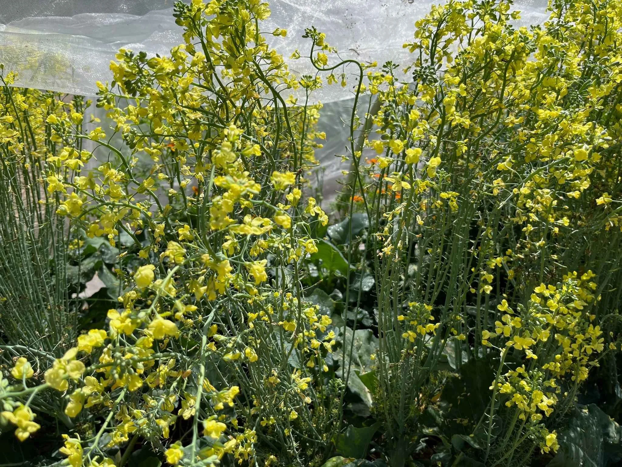 🥦 Why Did My Broccoli Bolt? What It Means &amp; What to Do