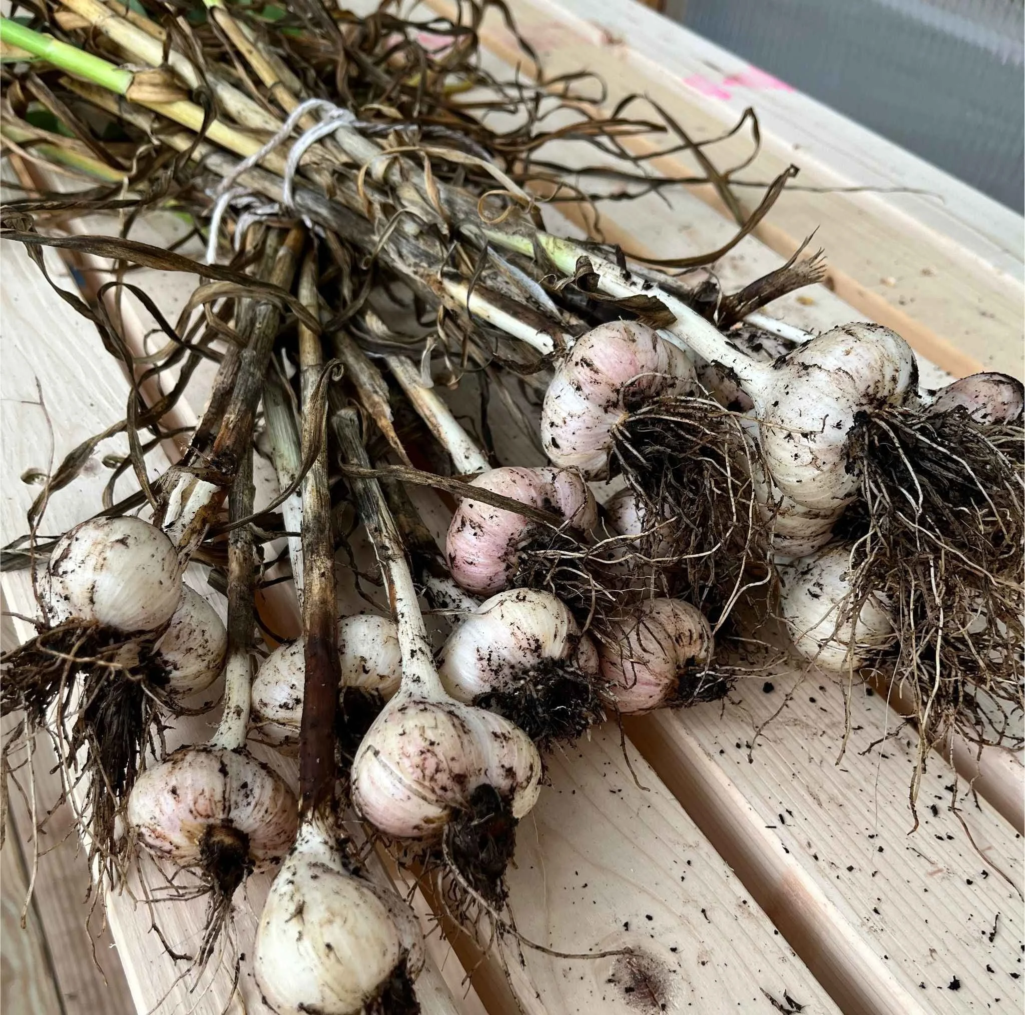The Power of Garlic: A Natural Ally Against Cancer, Inflammation, and Immune Dysfunction