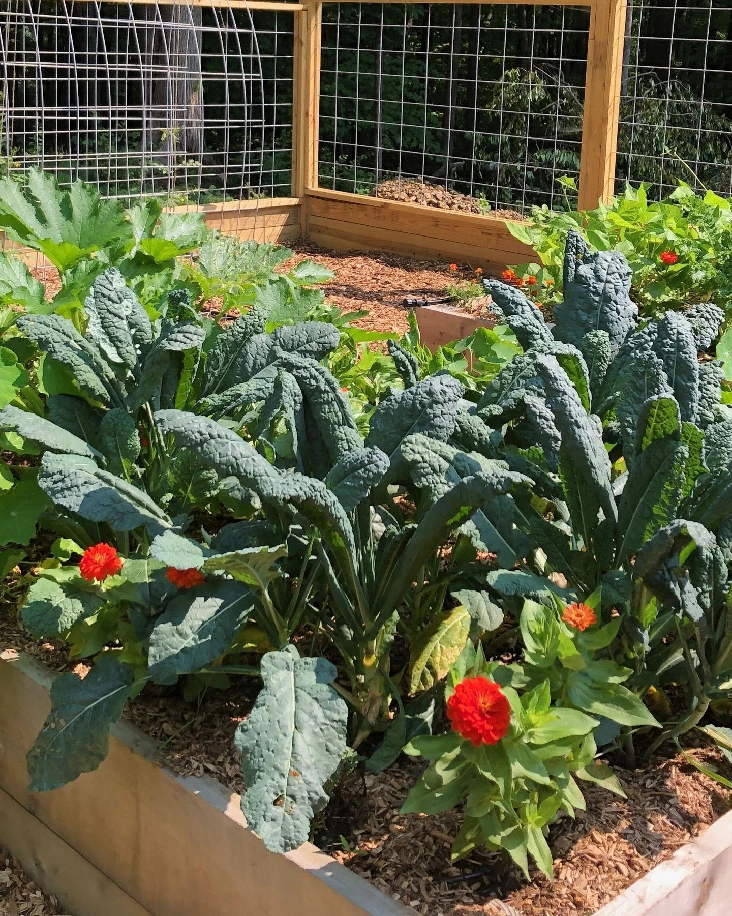 Your garden is one of the most powerful nutrition tools you have &mdash; and this talk is about how to actually use it. 🌿 We'll talk about the most nutrient-packed crops to grow, easy ways to use fresh harvests, and simple cooking ideas that don't r