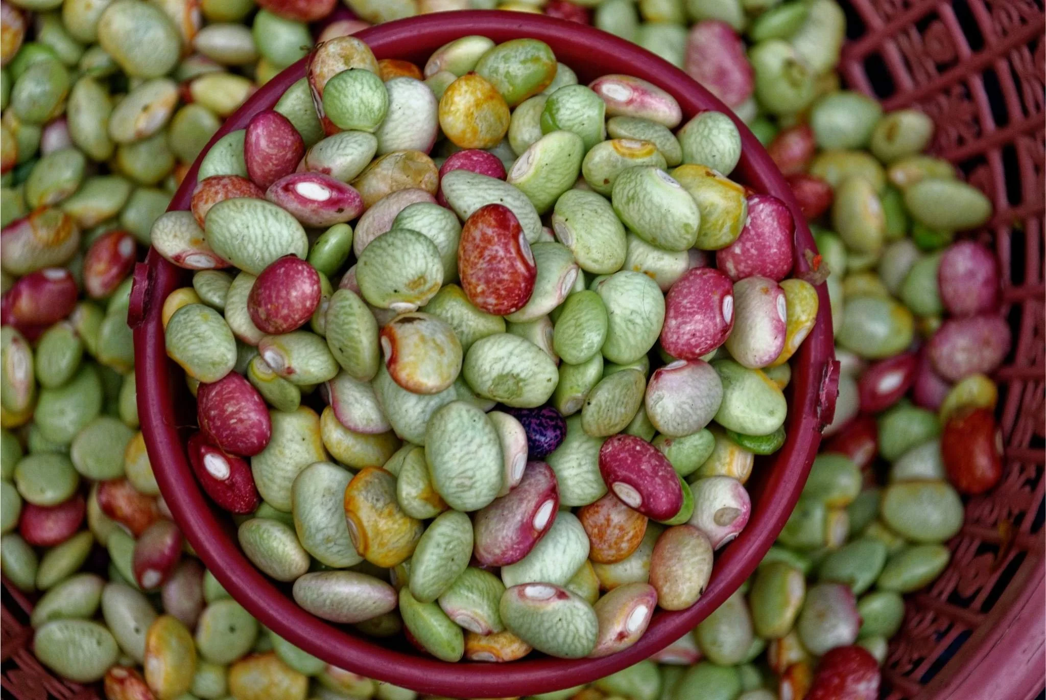 The Complete Guide to Beans, Lentils &amp; Legumes: Plant-Based Protein Powerhouses