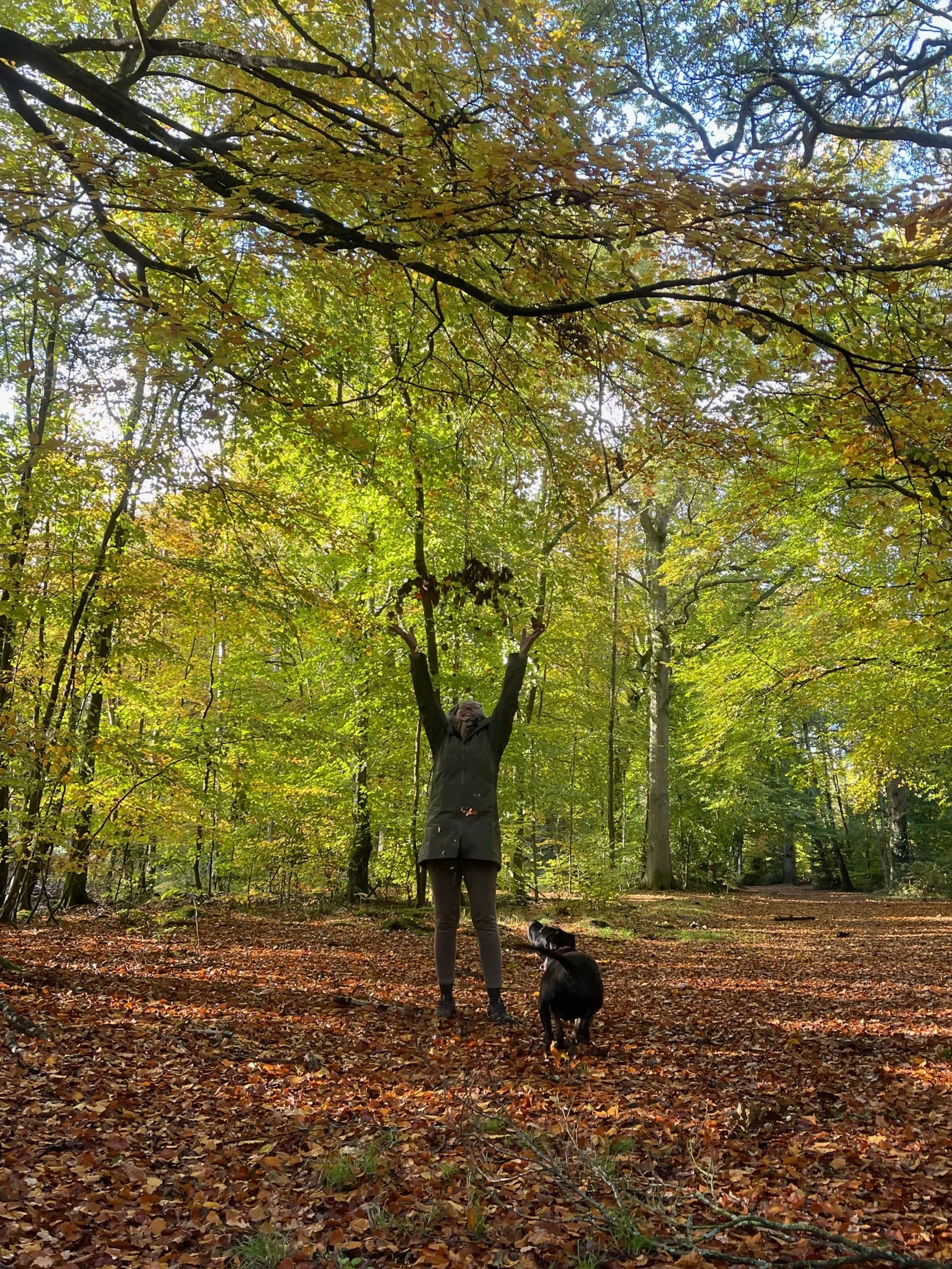 Person playing with a black and white dog in a forest during fall, with colorful leaves on the ground and remaining green, yellow, and orange leaves on the trees.