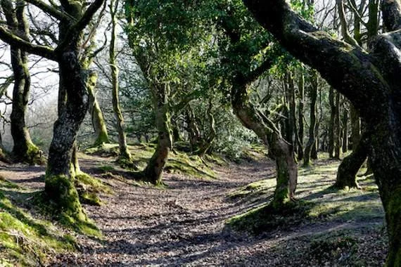 Autumnal Ancient Woodland Walk in the Quantock Hills