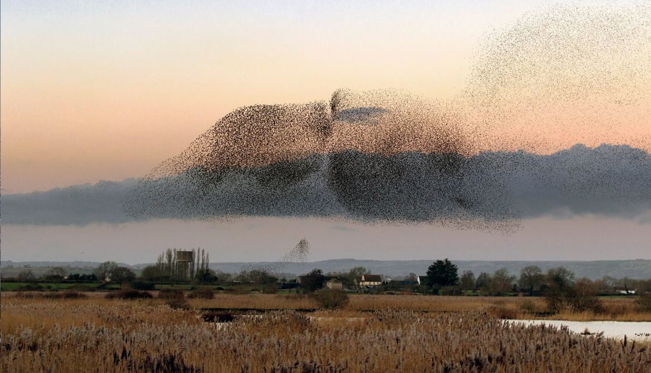 Glastonbury Tor & Starling Murmurations