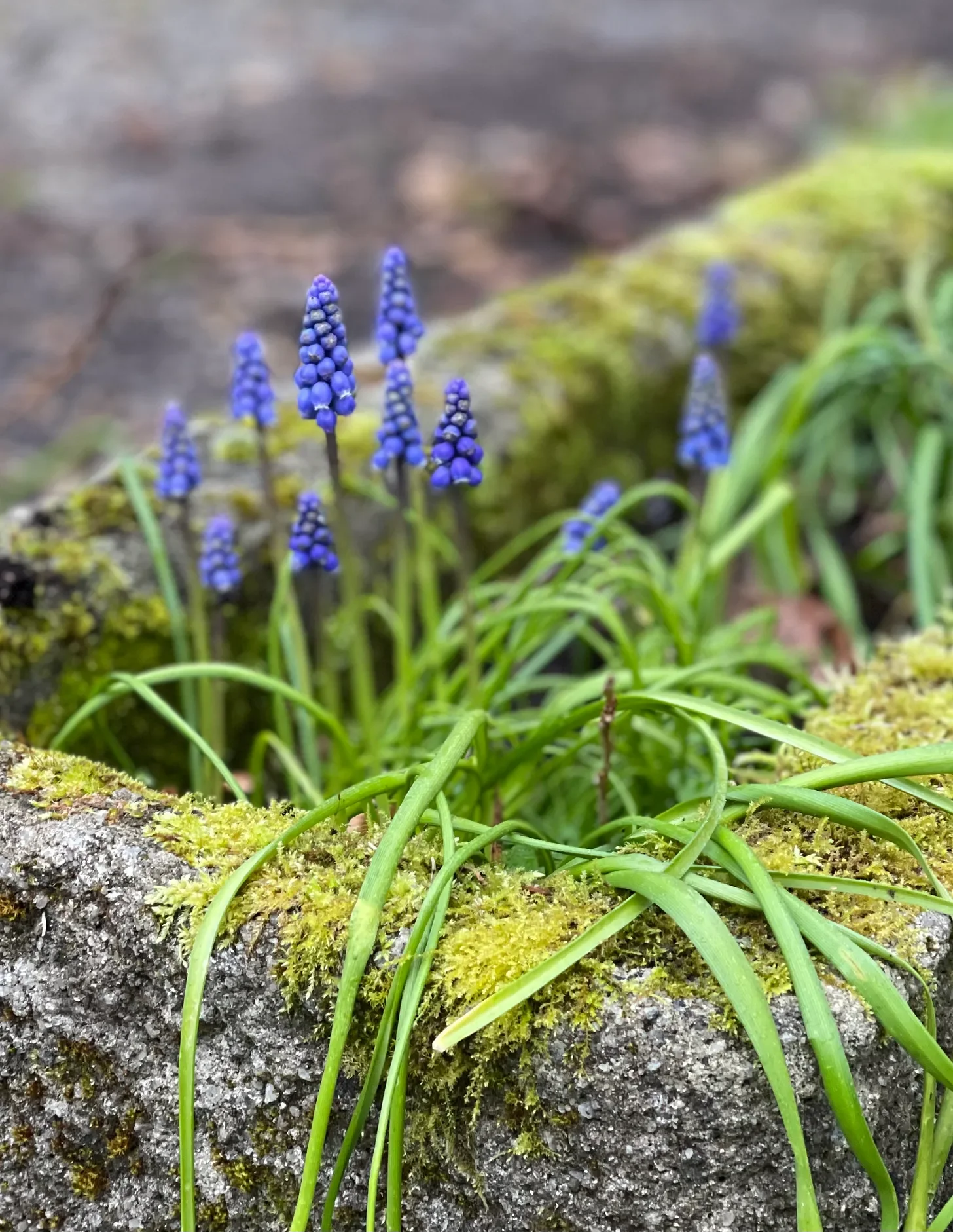 Lessons from spiders