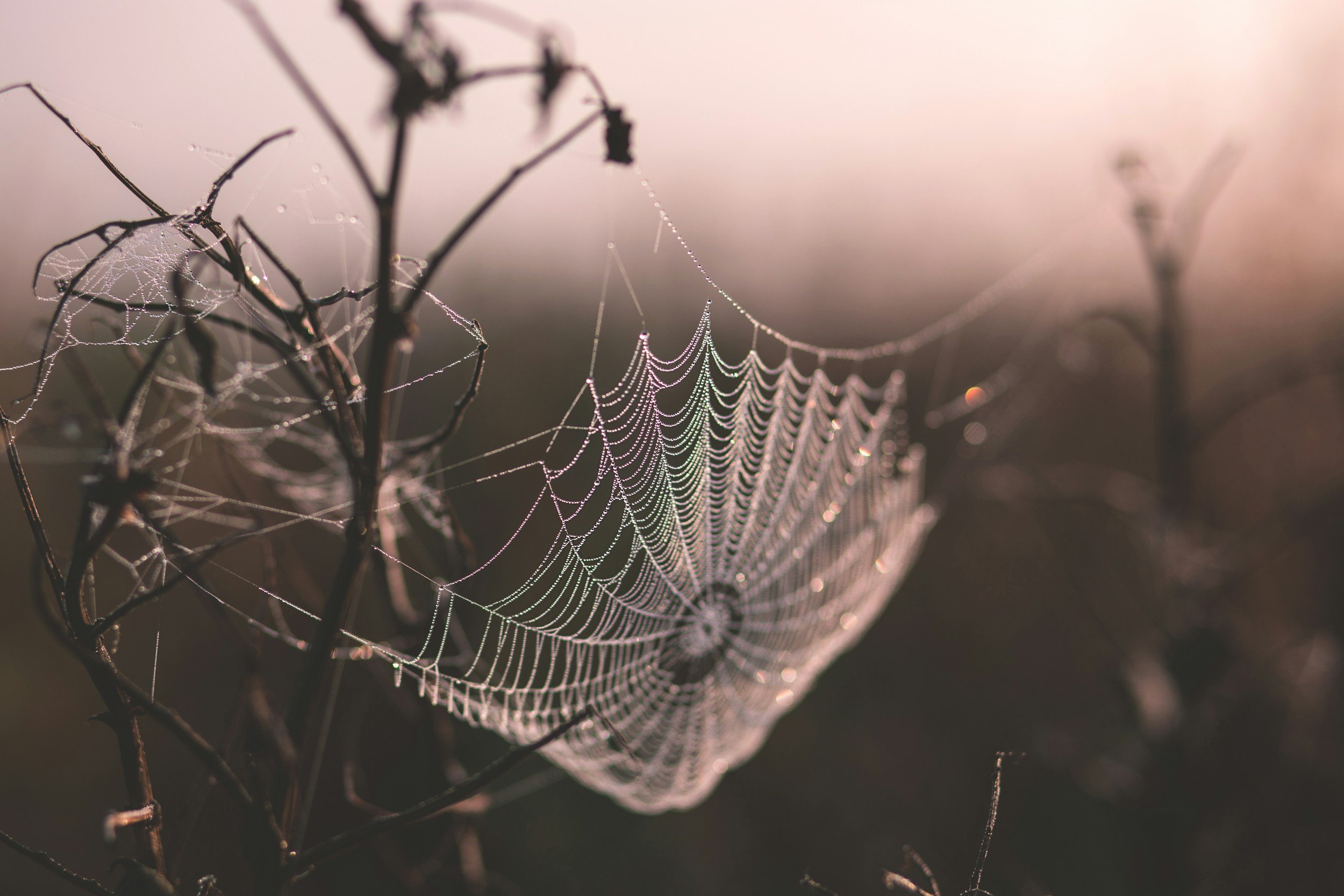 Close-up of a spider web covered in dew, suspended between dry branches in a misty morning landscape.