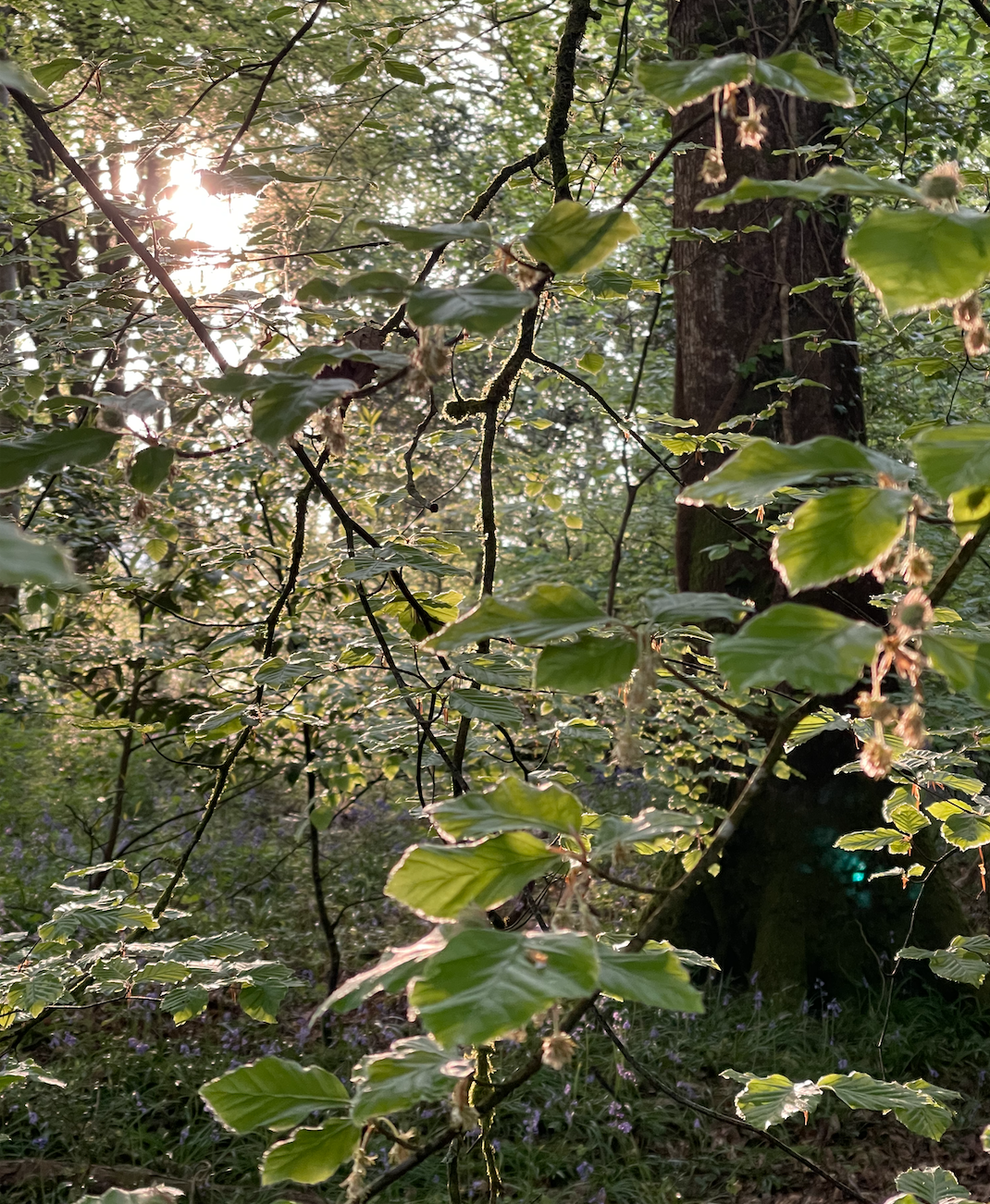 Sunlight filtering through lush green leaves in a forest setting