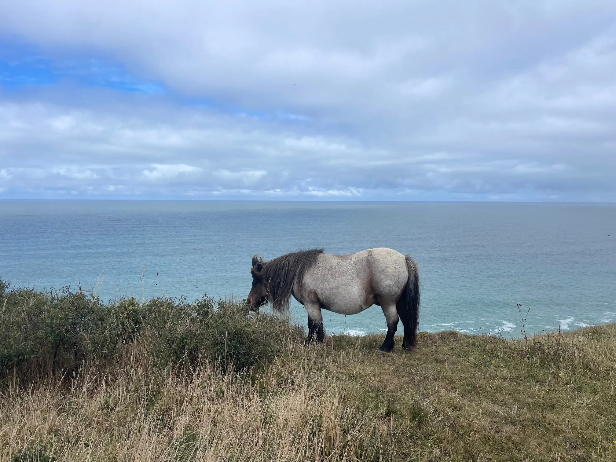 A gray horse with a dark mane standing on grassy land near the coast with an ocean and cloudy sky in the background.