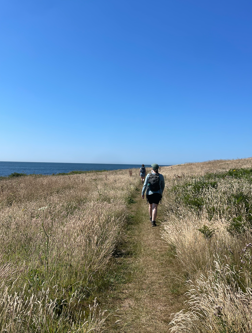 People hiking on a narrow dirt trail through tall grass along a coastline under a clear blue sky. Prawle Point, South Devon