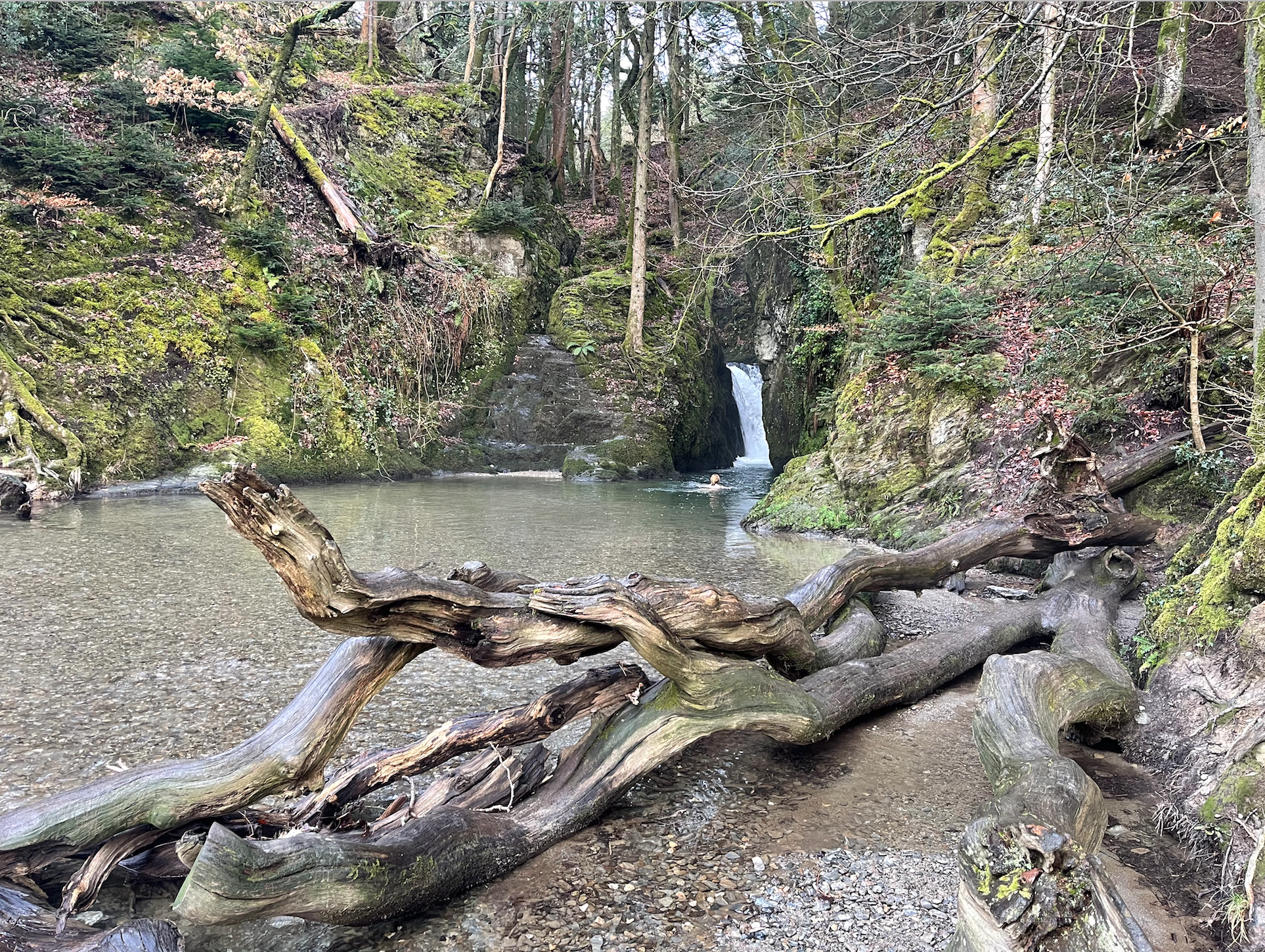 Small waterfall flowing into a tranquil pool surrounded by moss-covered rocks and fallen tree branches in a lush forest setting. Wales