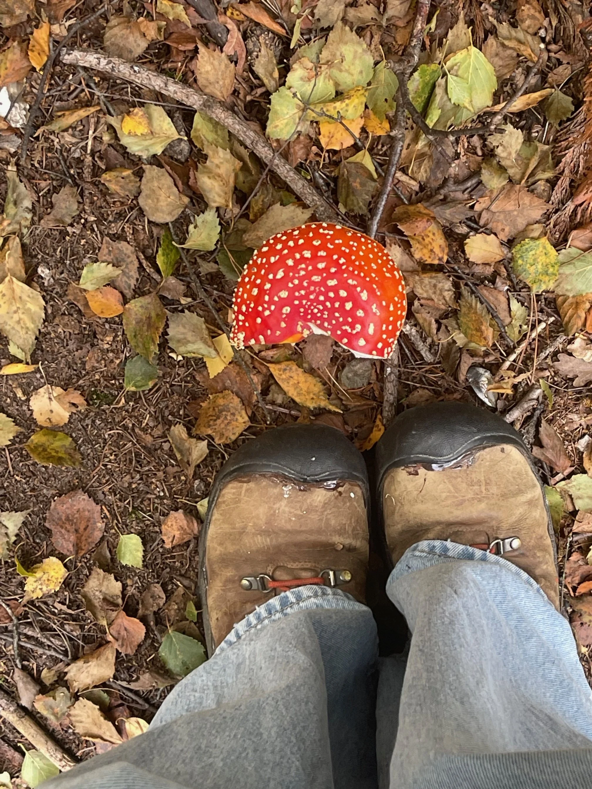 A person's feet in hiking boots standing on a forest floor covered with leaves, towards a red and white spotted mushroom. Fly Agaric Mushroom.