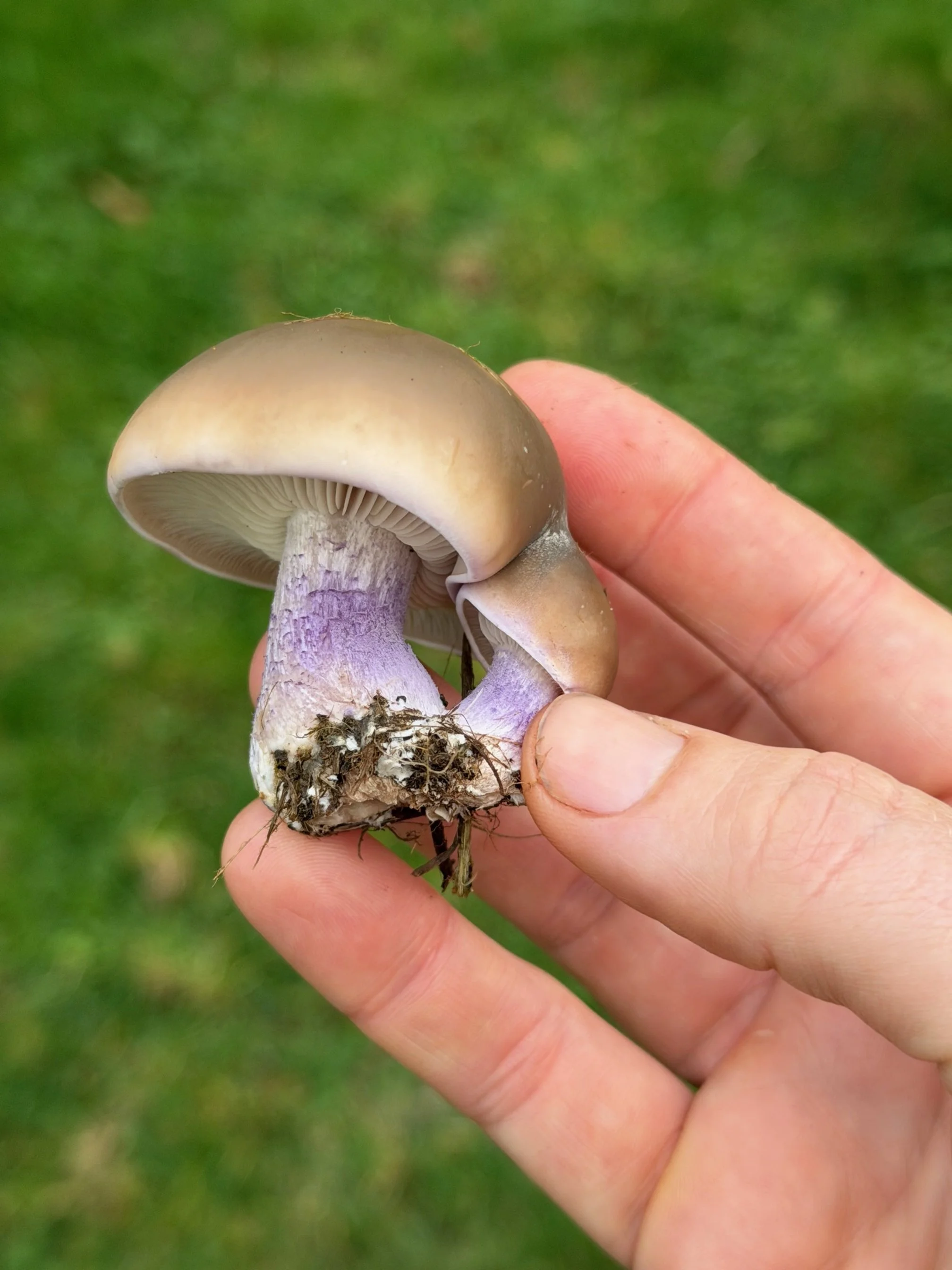 Field Blewit Mushroom 