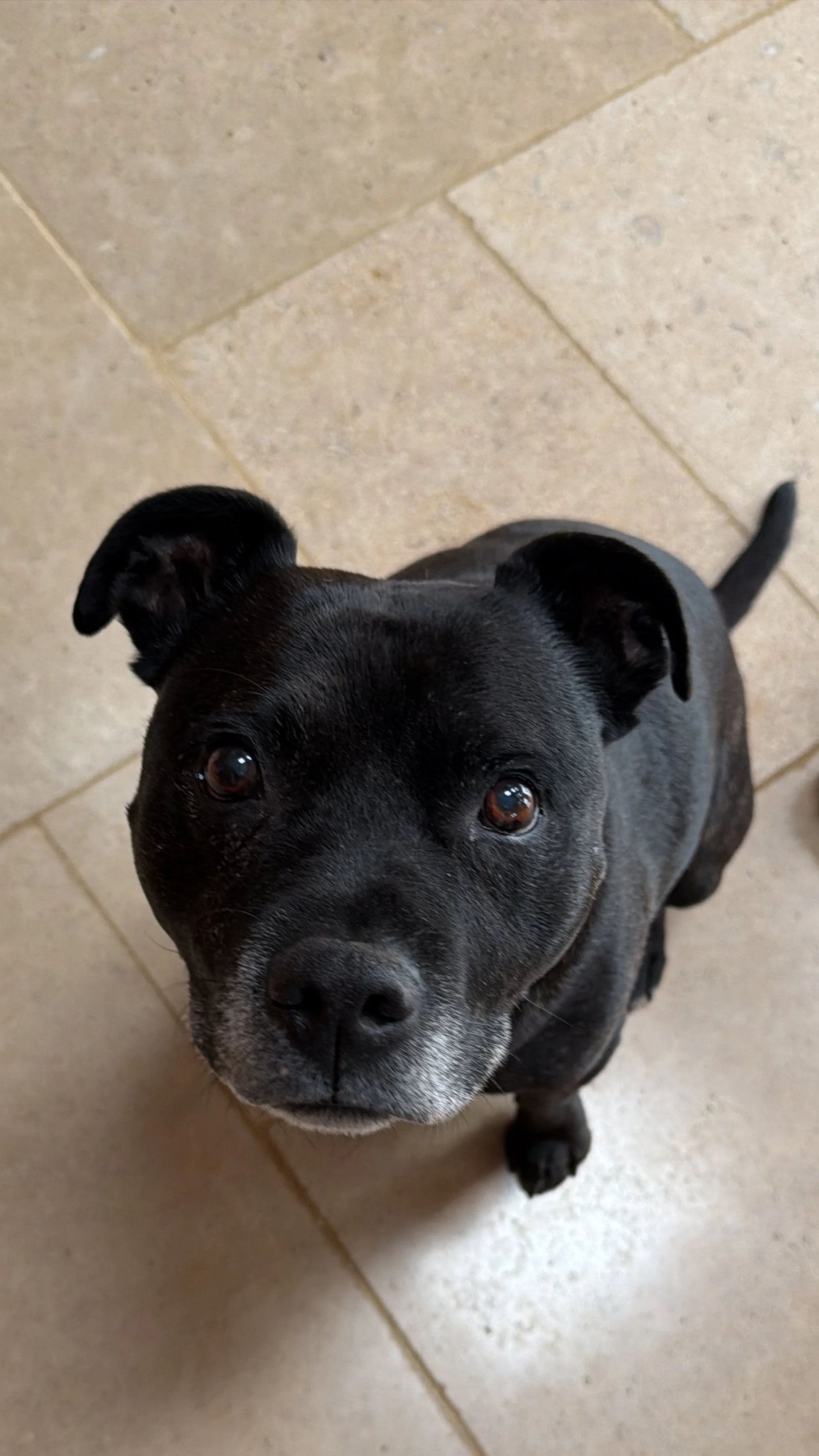 A black and grey dog looking up at the camera on a tiled floor.