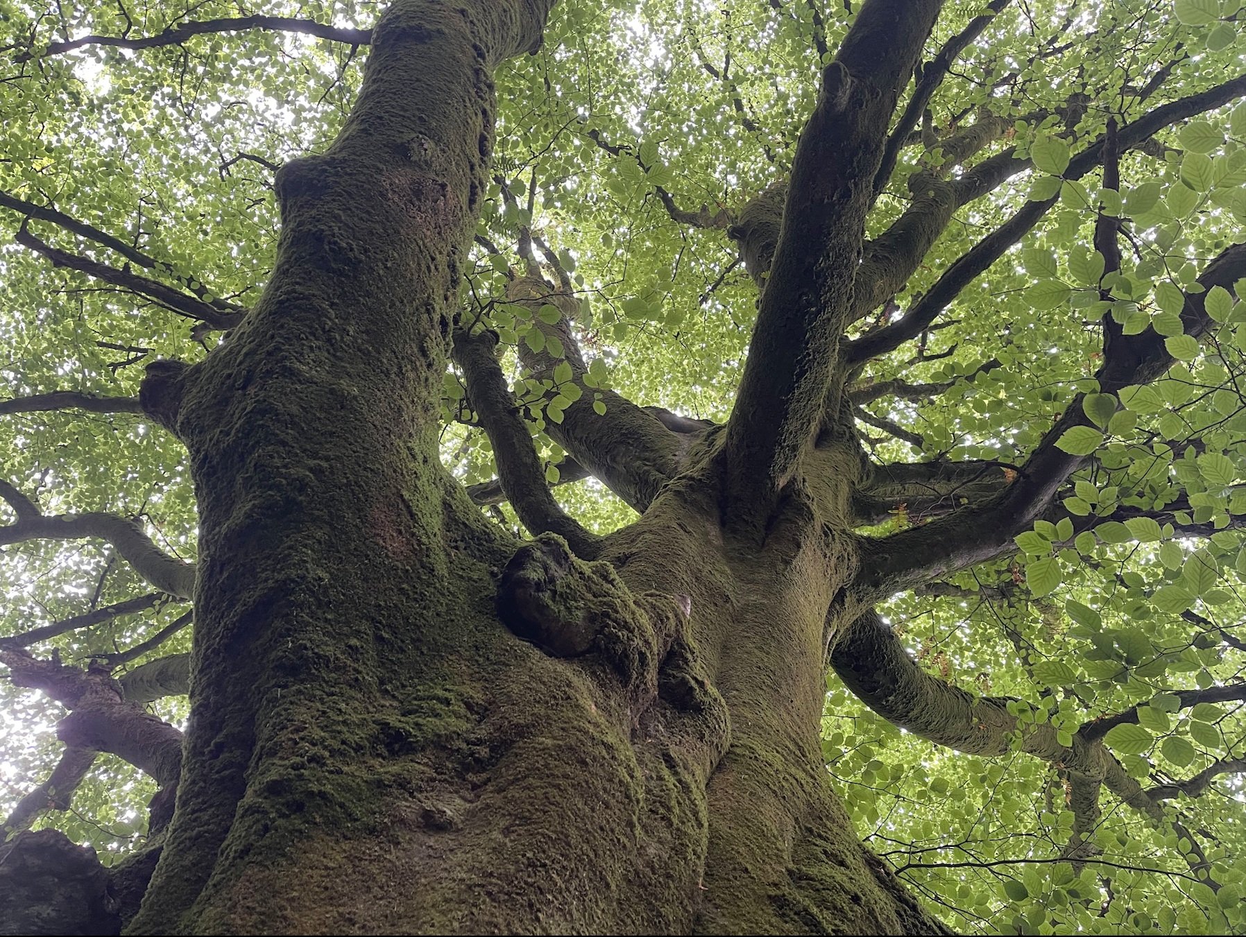 Looking up at a tree with a moss-covered trunk and green leafy branches.
