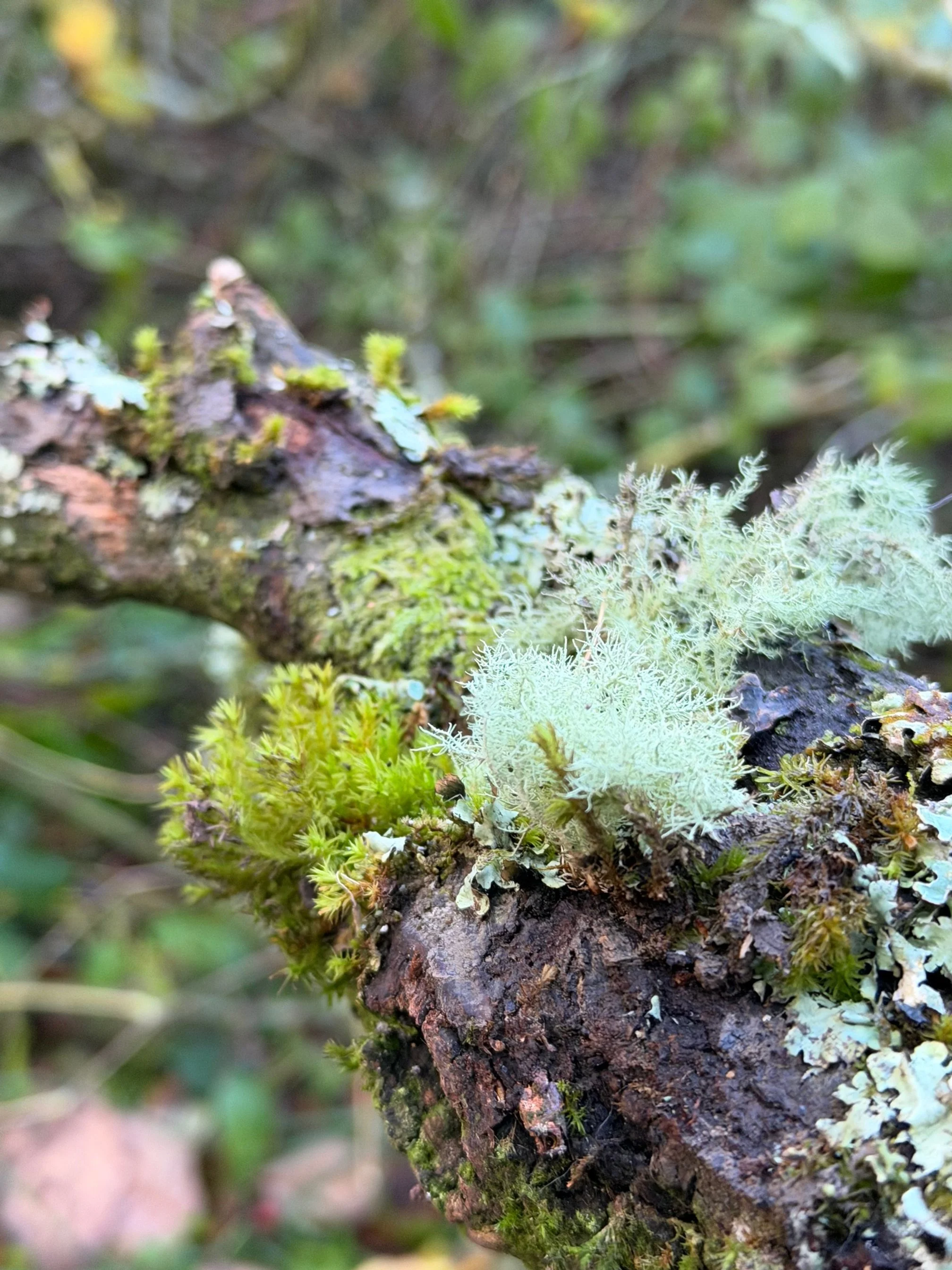 Close-up of moss, lichen, and small plants growing on a decaying tree branch in a forest.