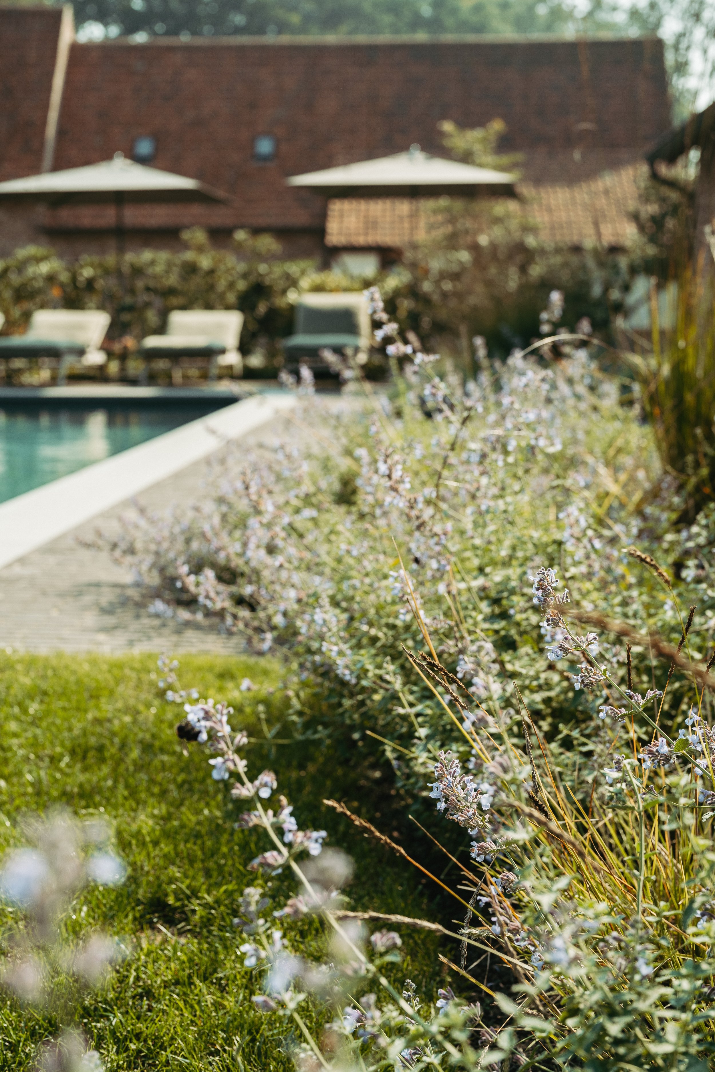 Tuin met bloemen en gras, zwembad met ligstoelen en parasols op de achtergrond, huis met schuine daken.