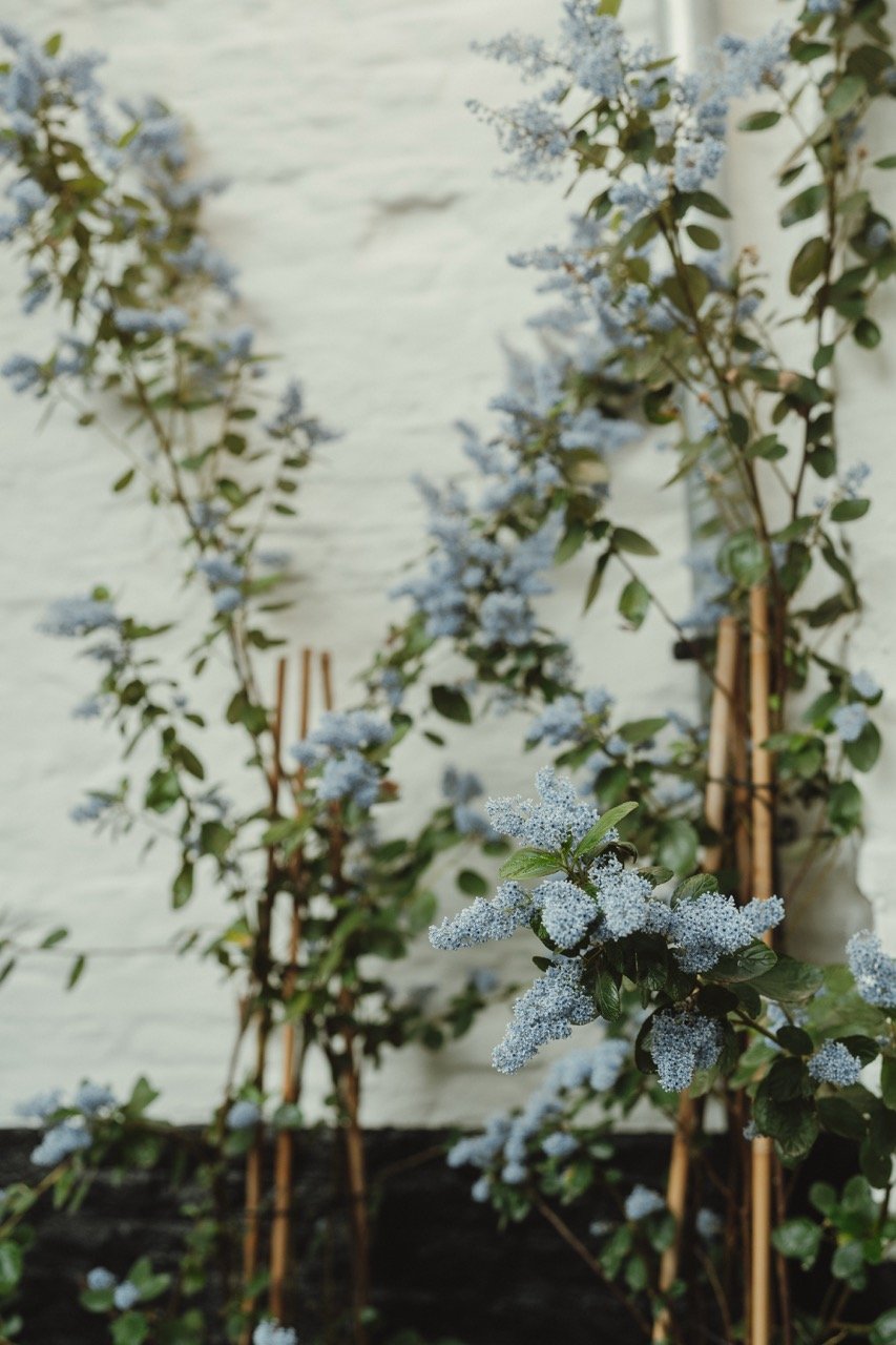 Blauwe bloemen met groene bladeren tegen een witte muur