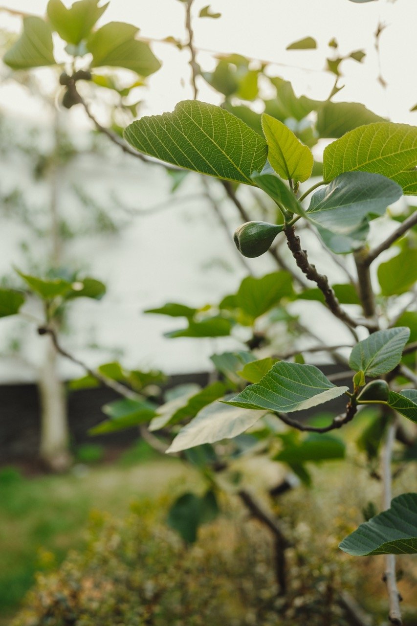 Close-up van een vijgboom met groene bladeren en een vijg in de voortgang van rijping.