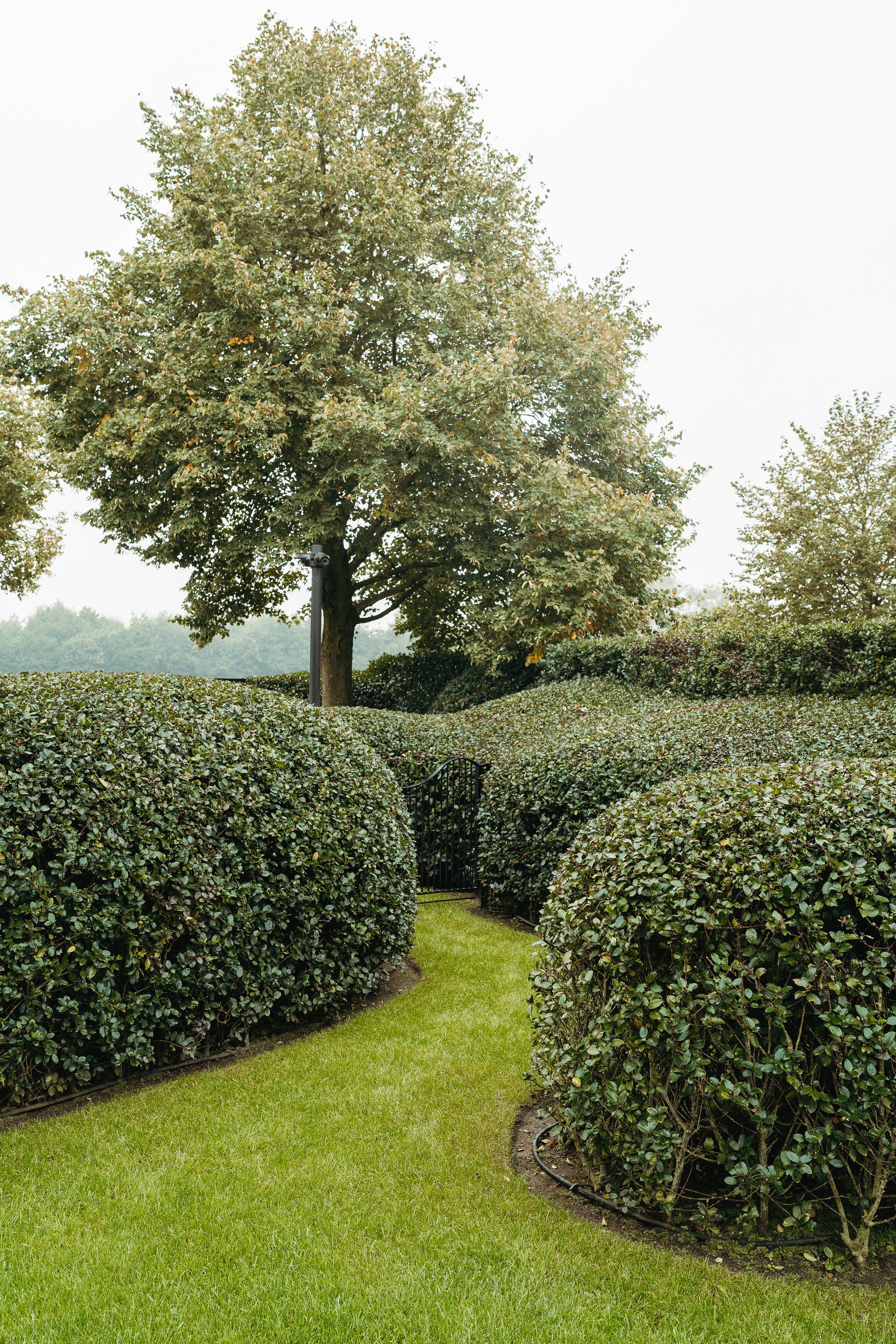 Een pad door een tuin met groen gras en felgeblokkeerde heggen, een zwarte hek en een grote boom op de achtergrond.