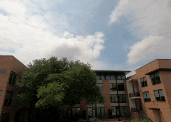 Treehaus GIF (1).gif