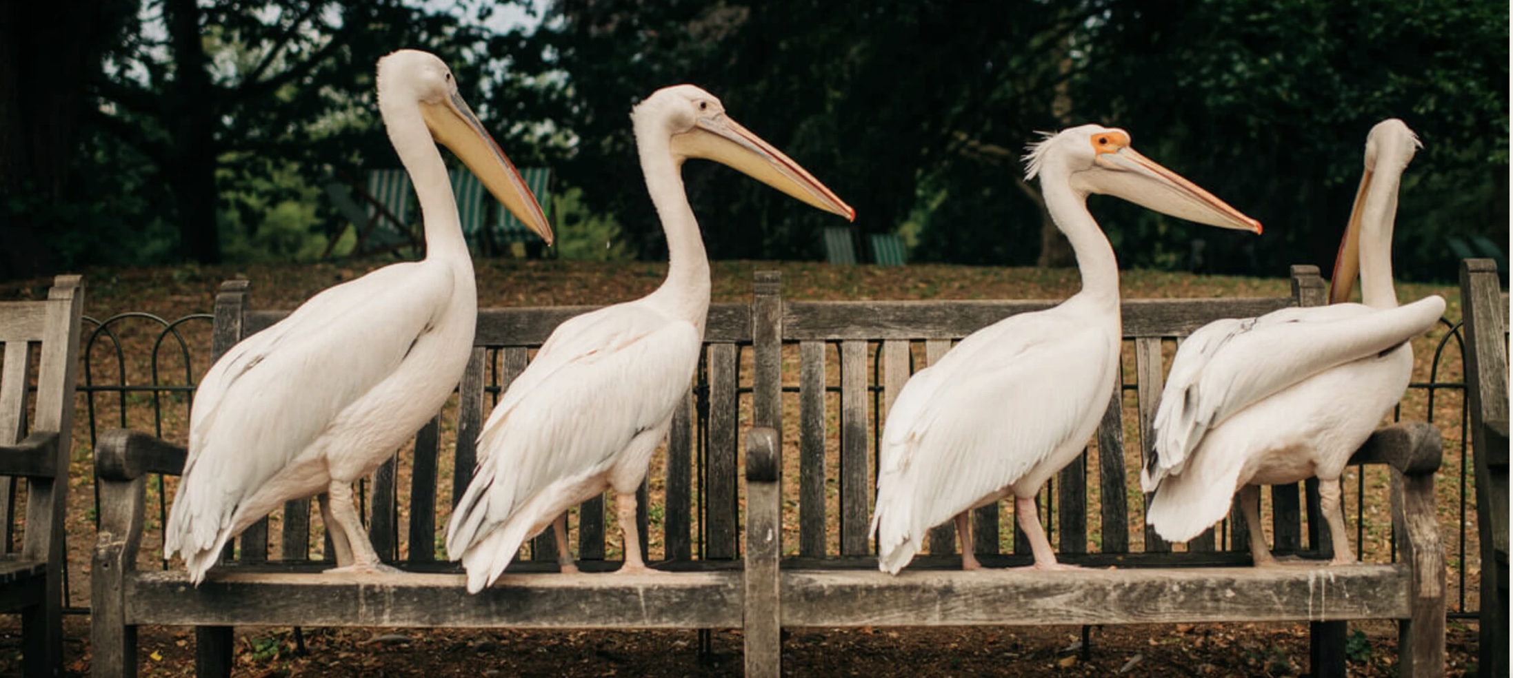 Pelicans in St. James’s Park, a unique 1664 diplomatic gift from Russia to King Charles II, showcasing how symbolic gifts establish an enduring legacy in international partnerships.
