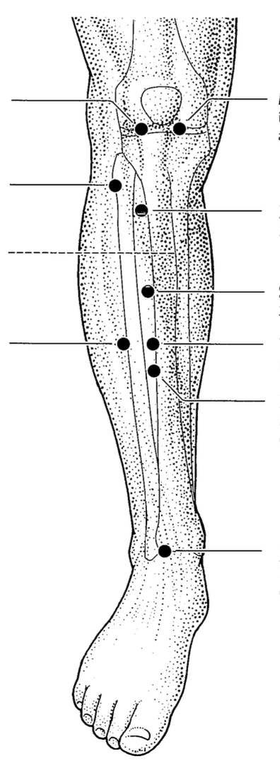 Acupuncture points in the knee and low leg