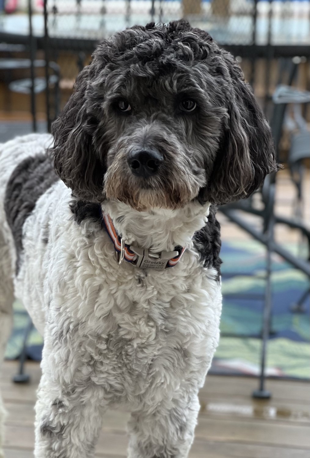 A curly-haired black and white dog with a collar standing on a wooden deck, with a blurred background of outdoor furniture and a scenic view.