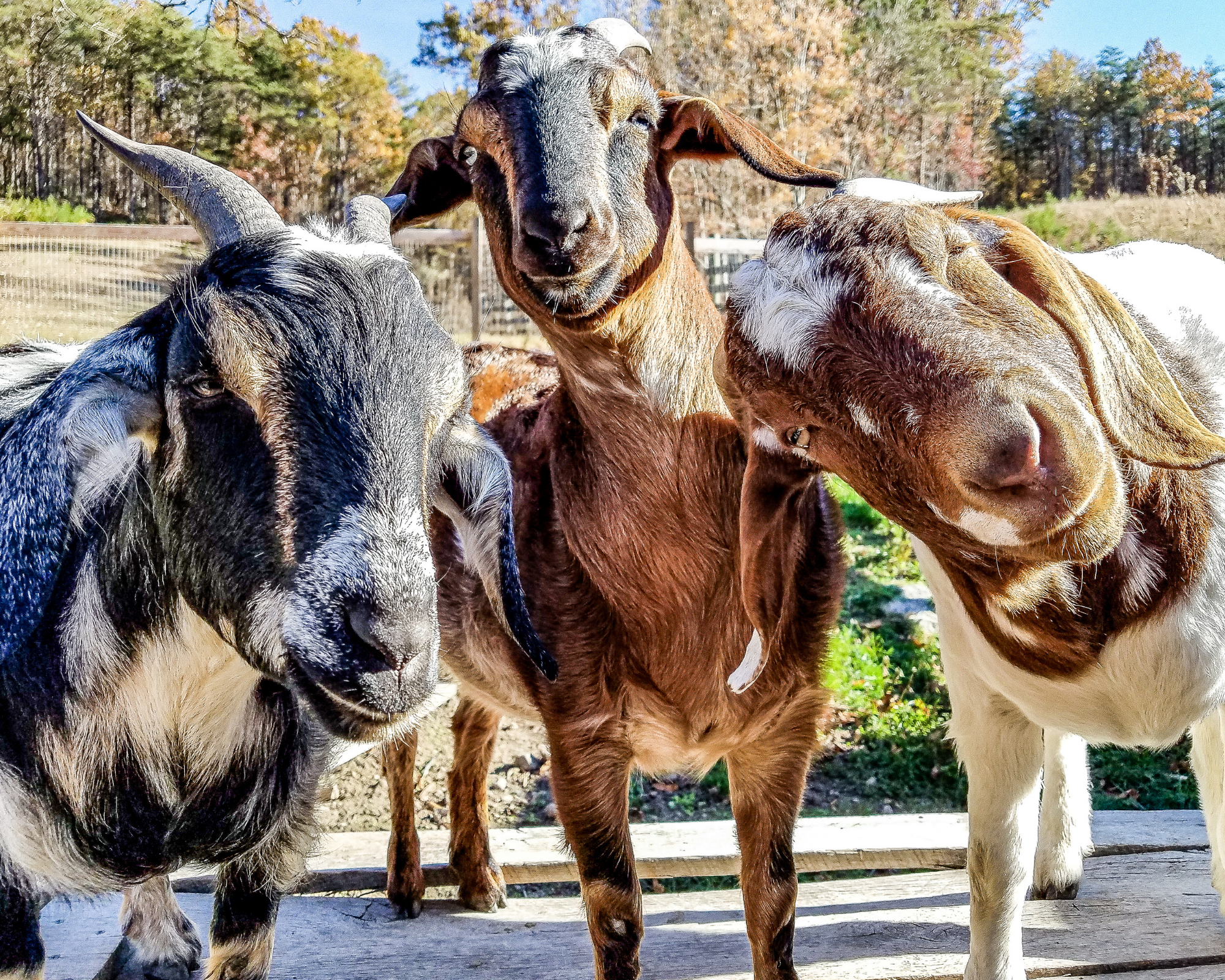 Delilah, Alice & Little Bill (RIP)