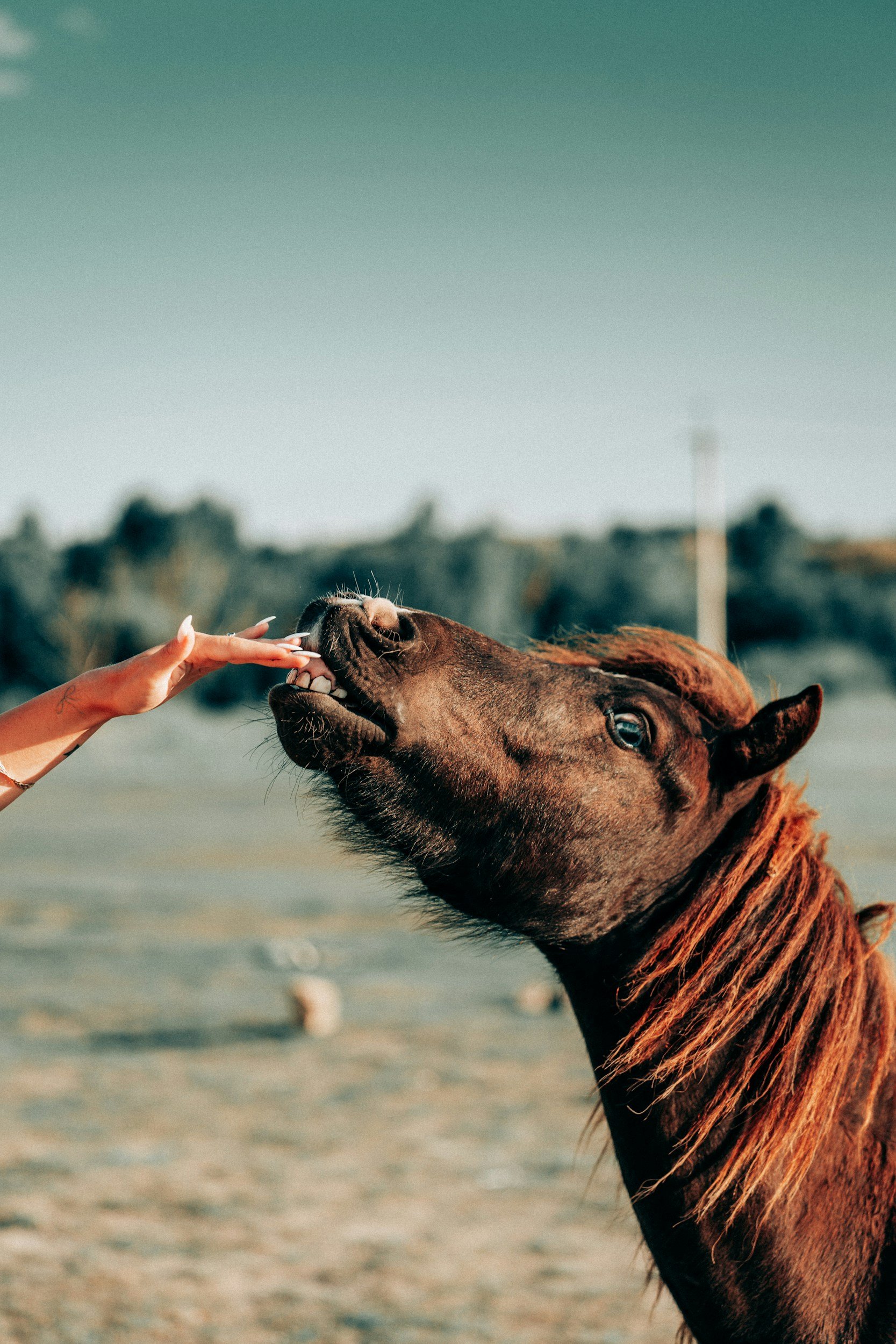 A brown horse playfully biting a person's hand on a beach, with a clear sky and distant trees in the background.