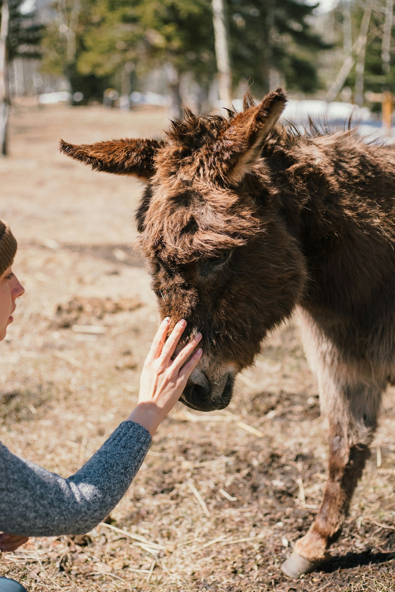 A person touching the face of a brown donkey in an outdoor setting with trees in the background.