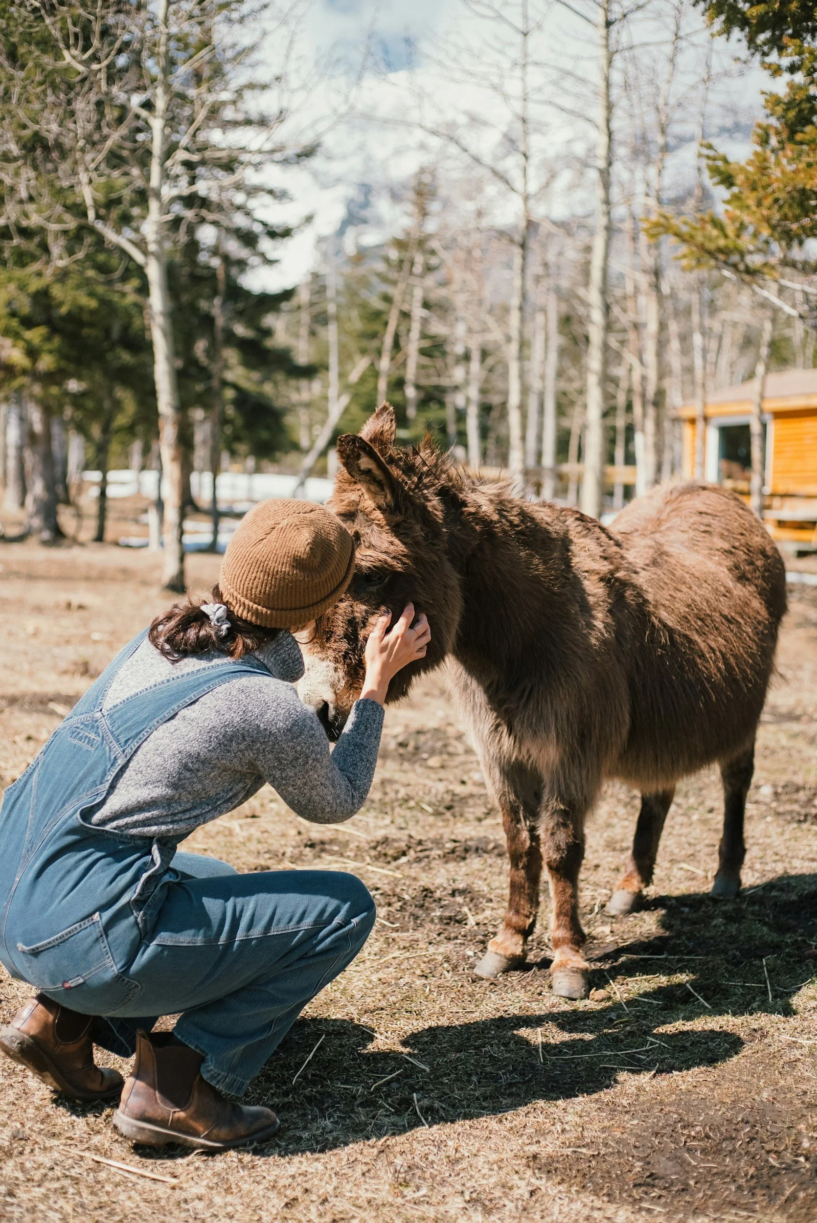 A woman crouching down touching the face of a brown donkey in a wooded outdoor area.