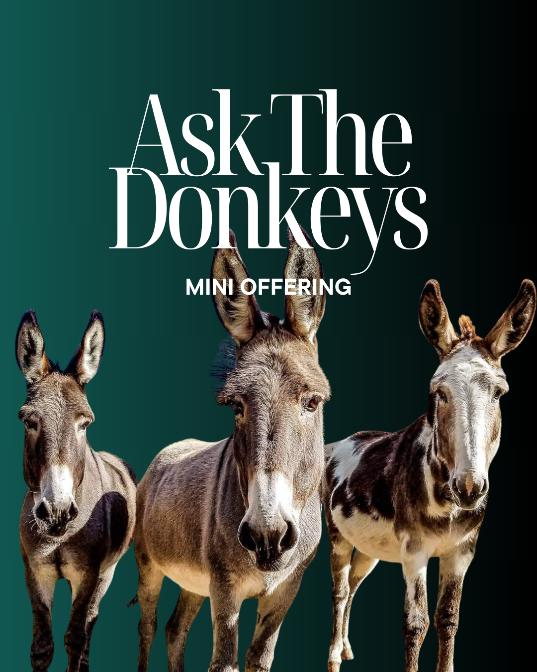 website graphics (27).png