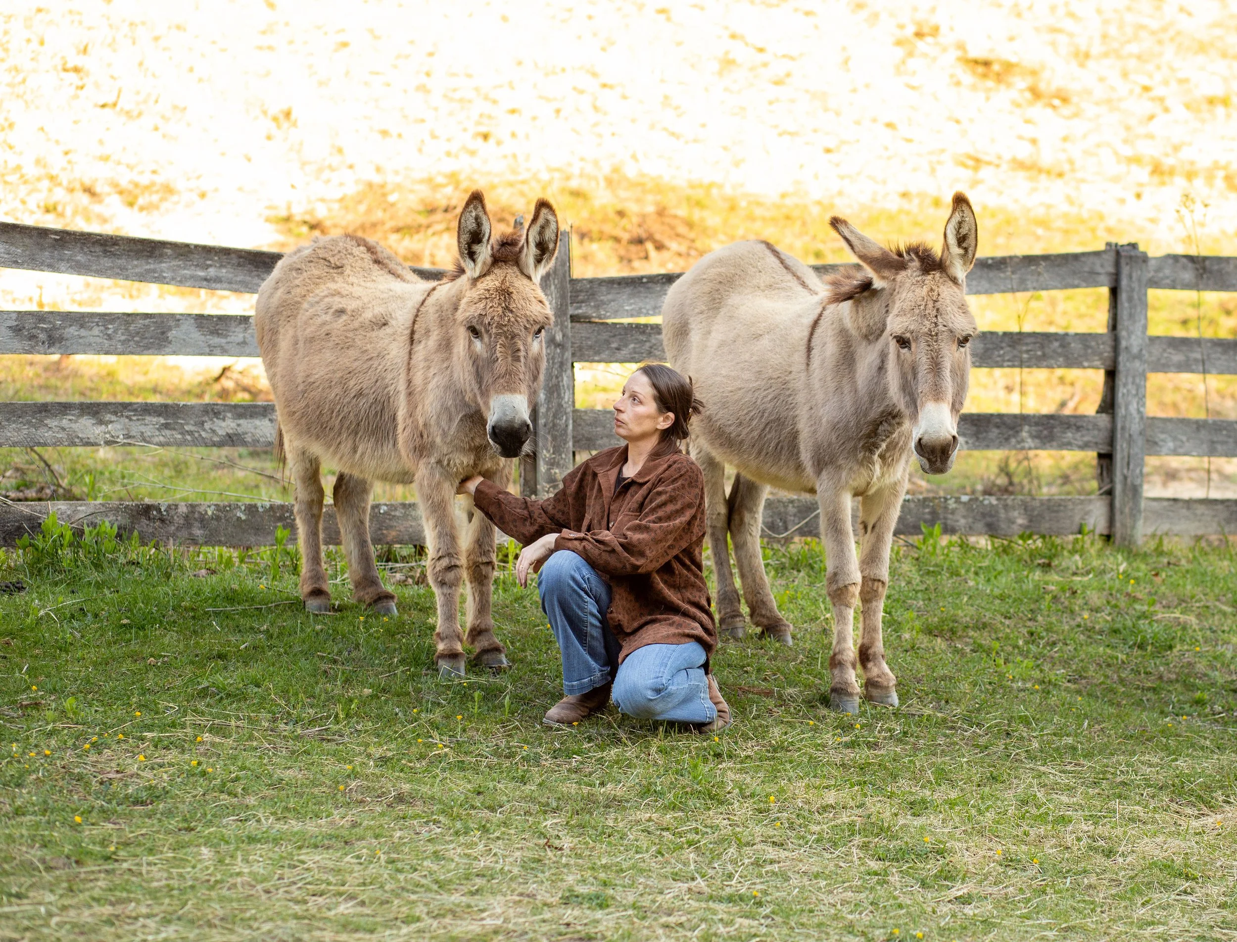 A woman kneeling on grass holding a donkey's leg, with another donkey nearby, in a fenced pasture with trees and yellow leaves in the background.