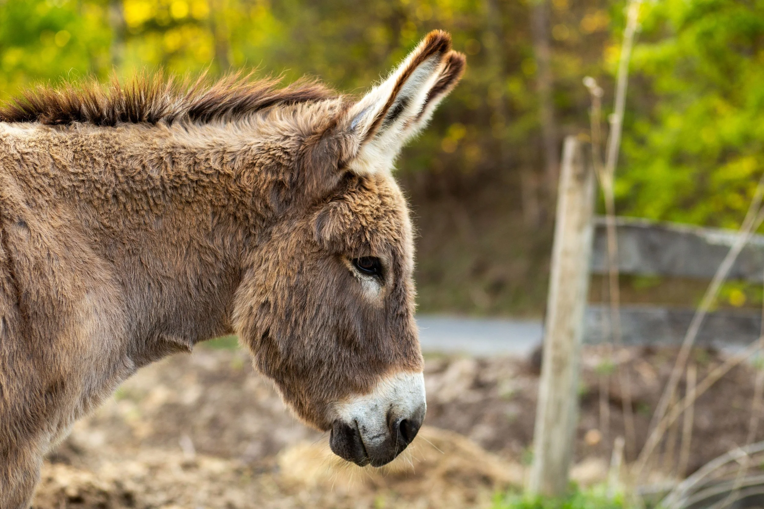 Close-up of a brown and white donkey's head in profile, with ears pointing upward, in a green outdoor setting.