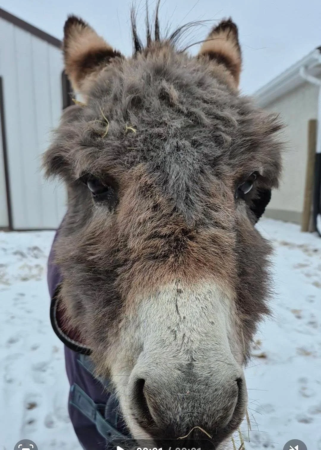Close-up of a donkey's face outdoors in a snowy setting, with snow on its nose and around its eyes.