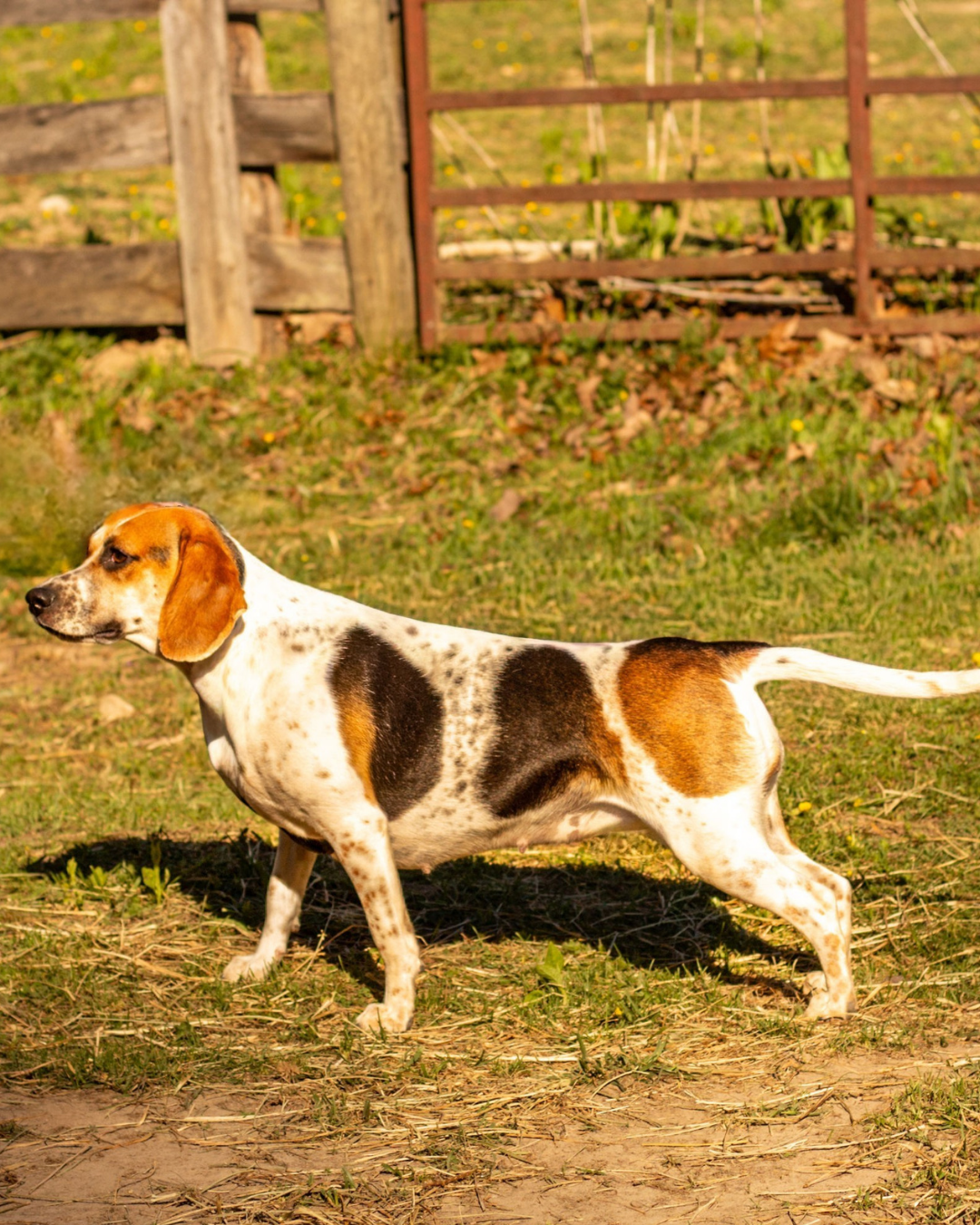 A beagle dog standing outdoors on grassy ground, with a wooden fence and some plants in the background.
