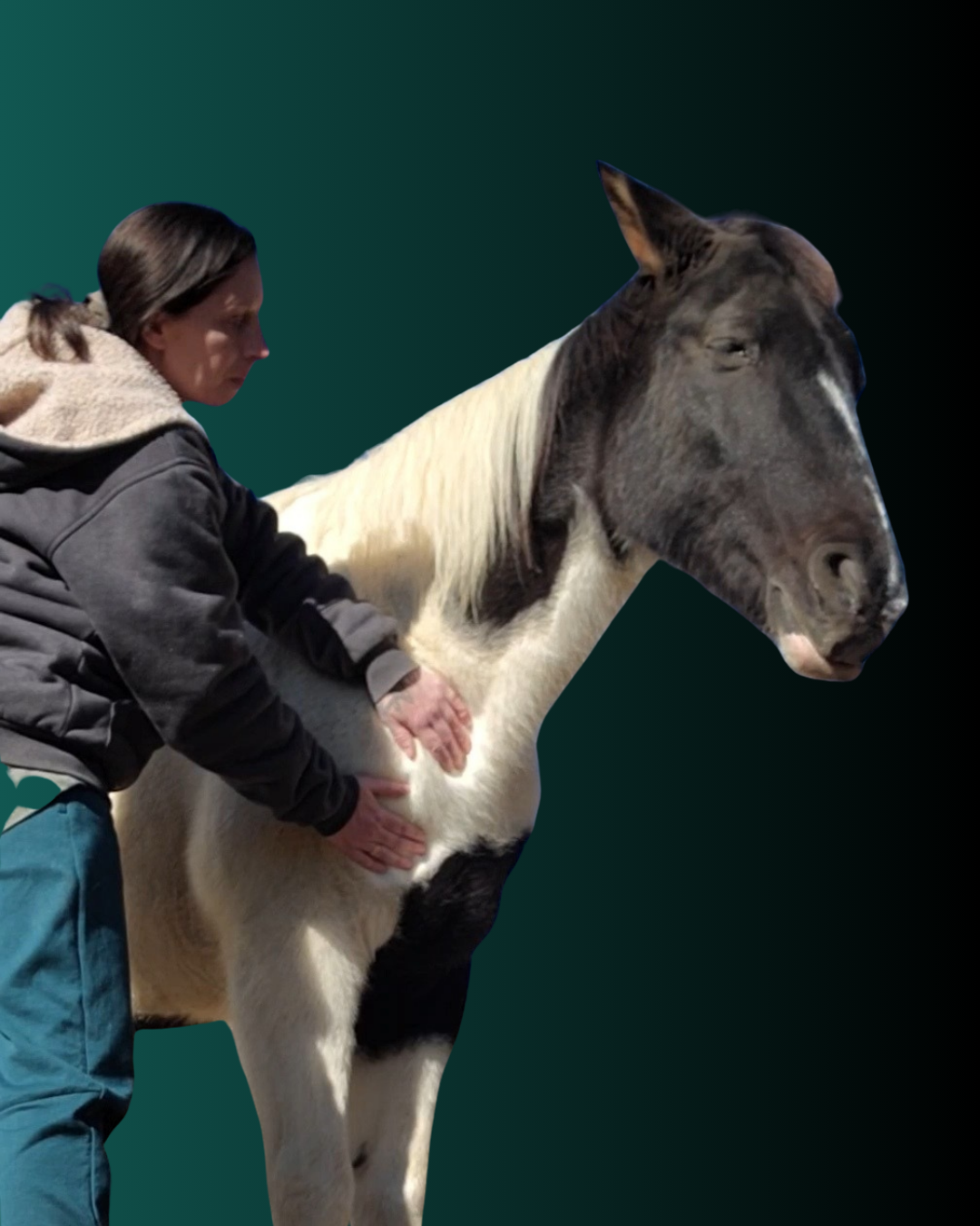 Animal Reiki sessions with a reiki practitioner healing a large horse with a dark background.